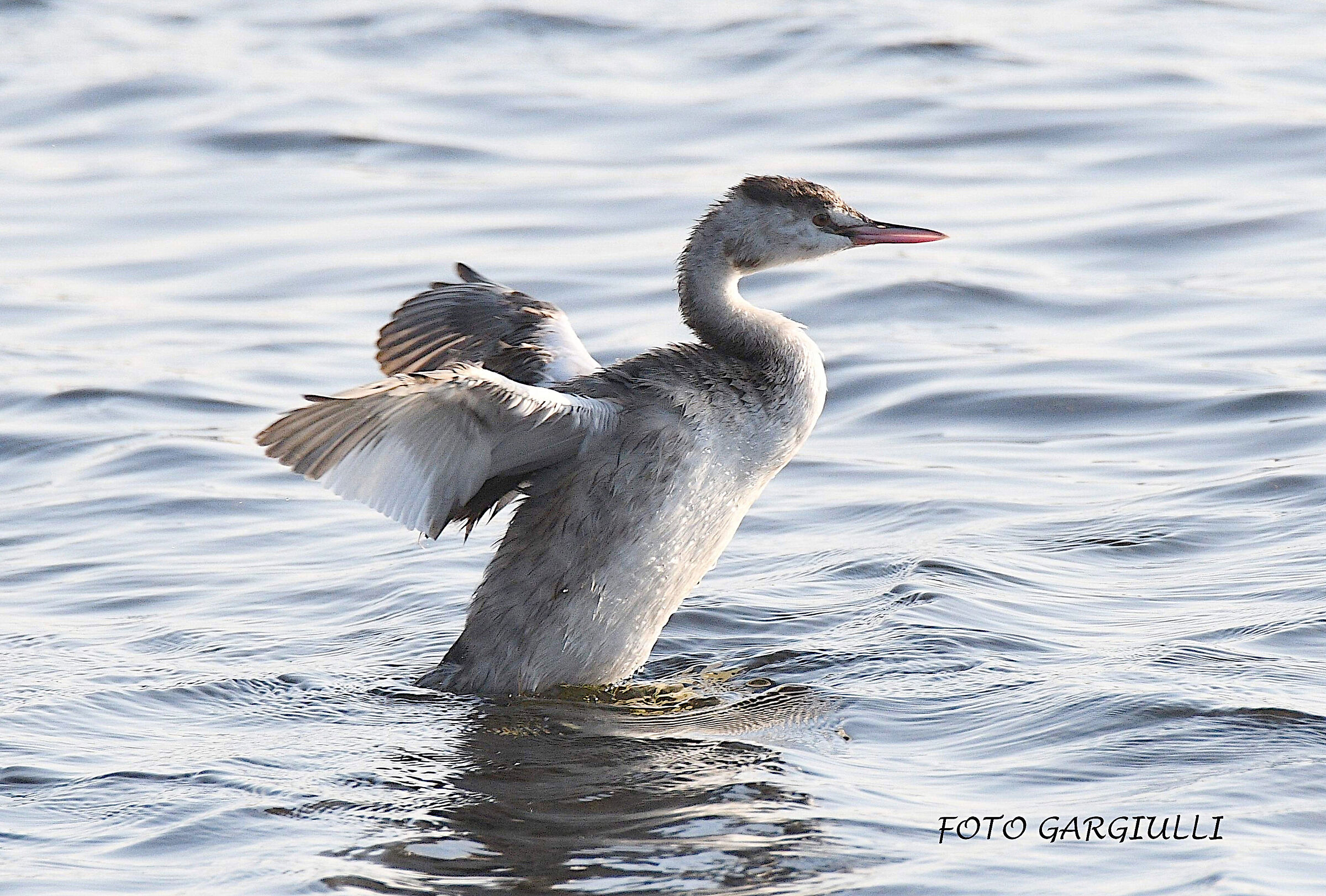Great crested grebe