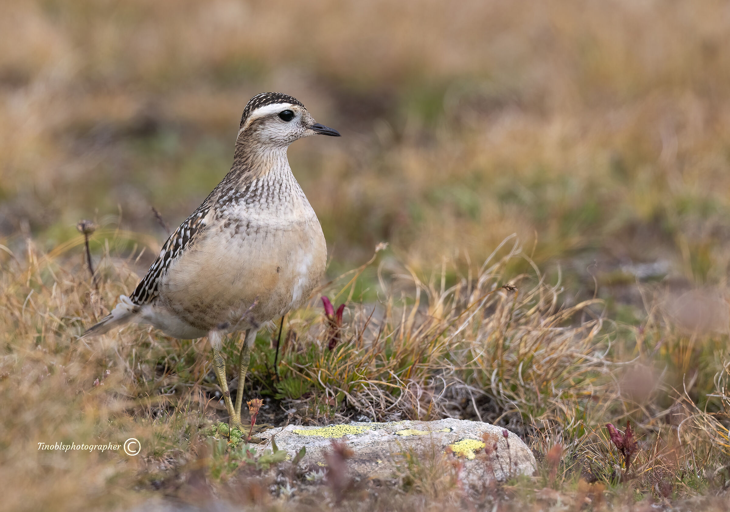 Tortolino Plover (Charadrius morinellus)