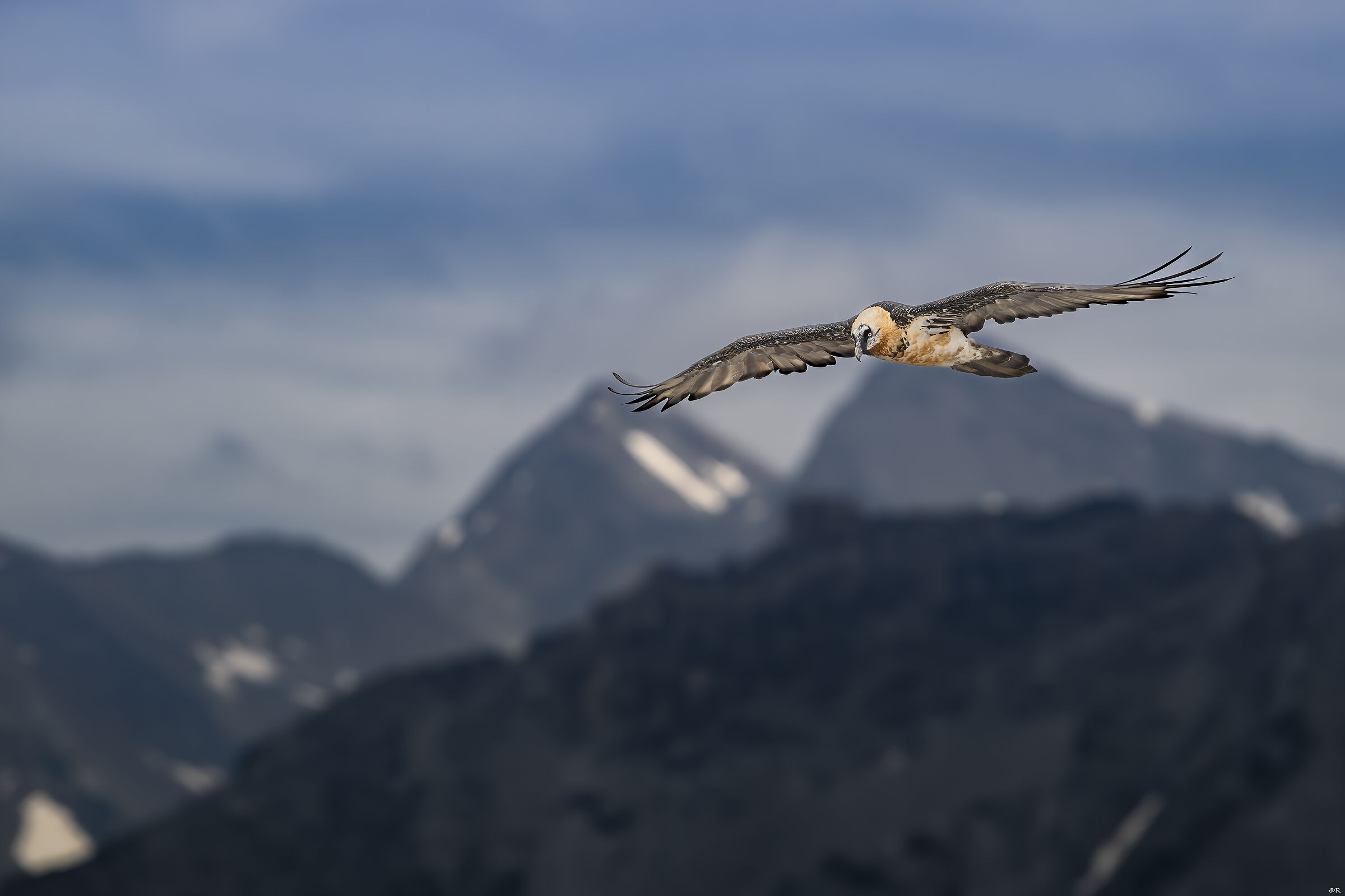 Bearded Vulture 4