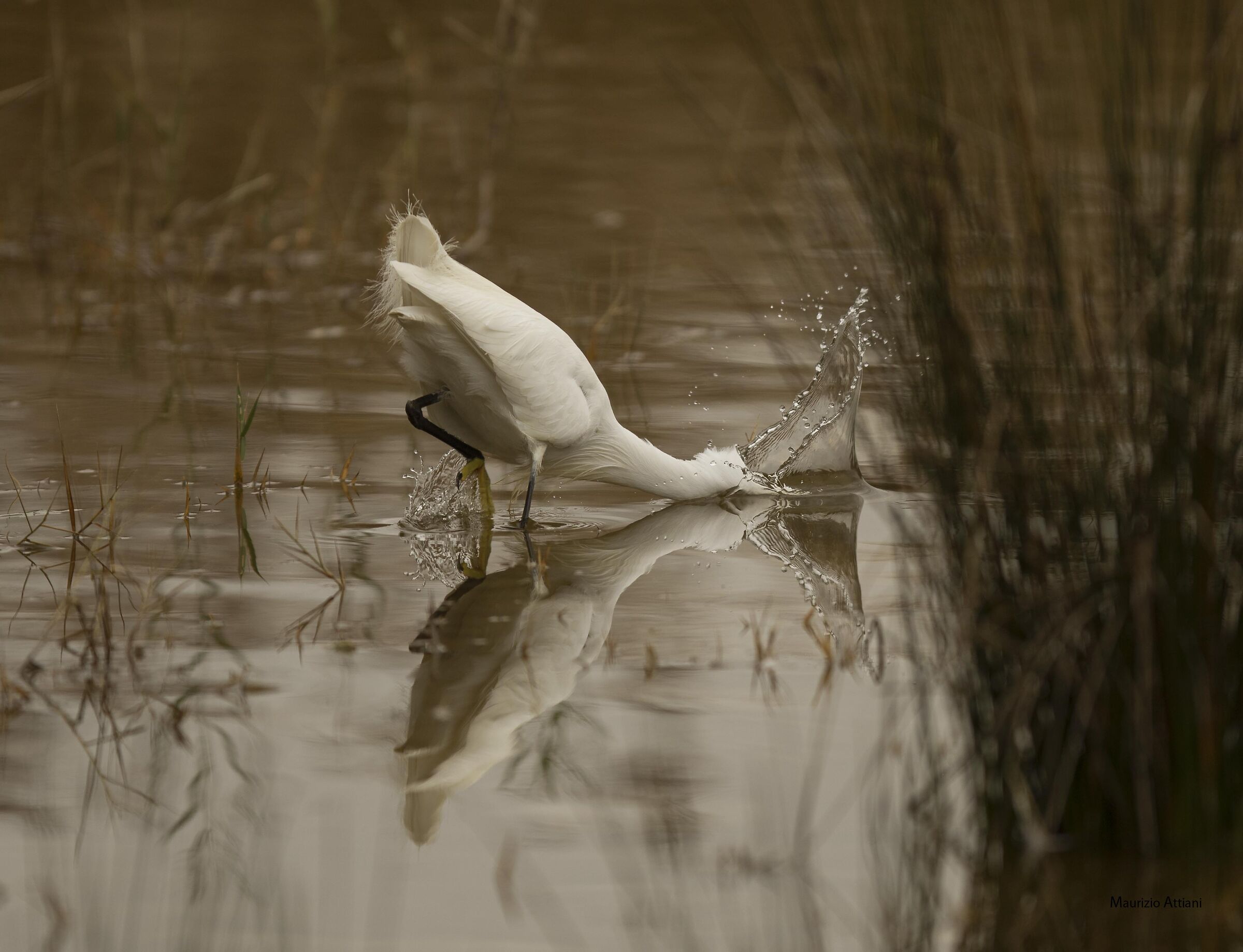 Curious little egret