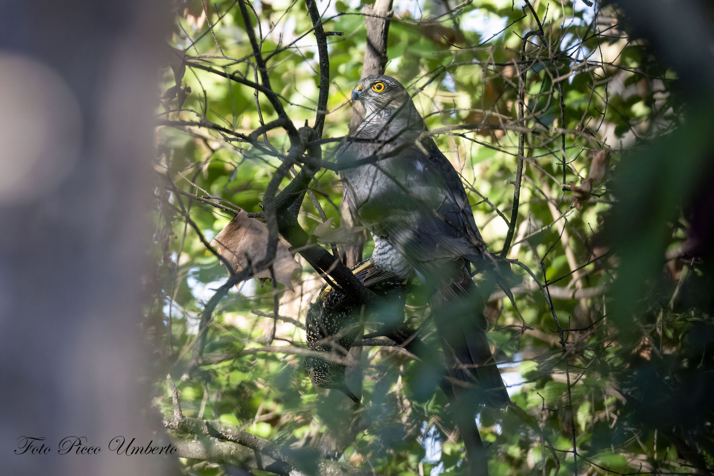 Sparrowhawk with poor Starling