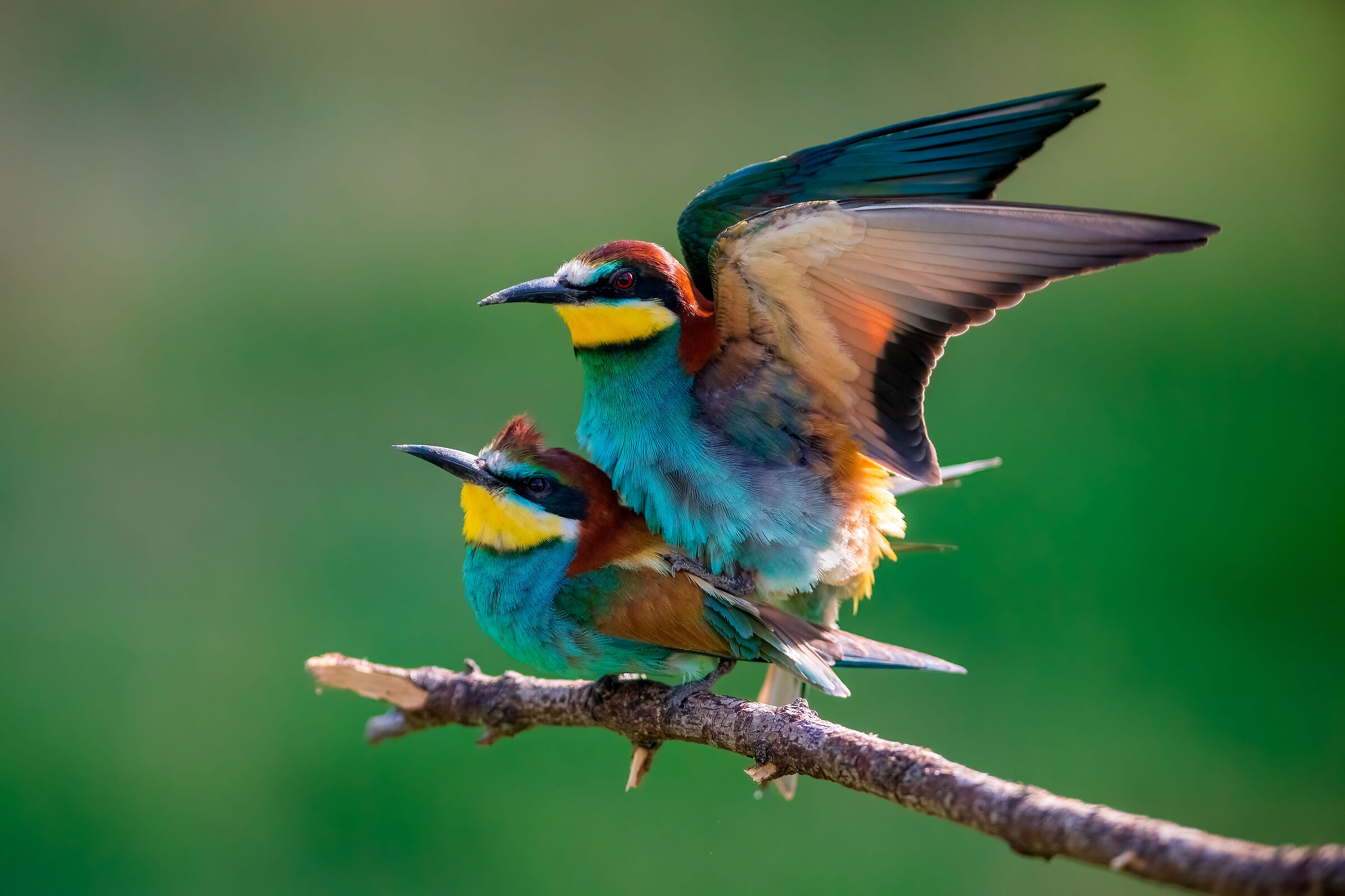The mating of bee-eaters