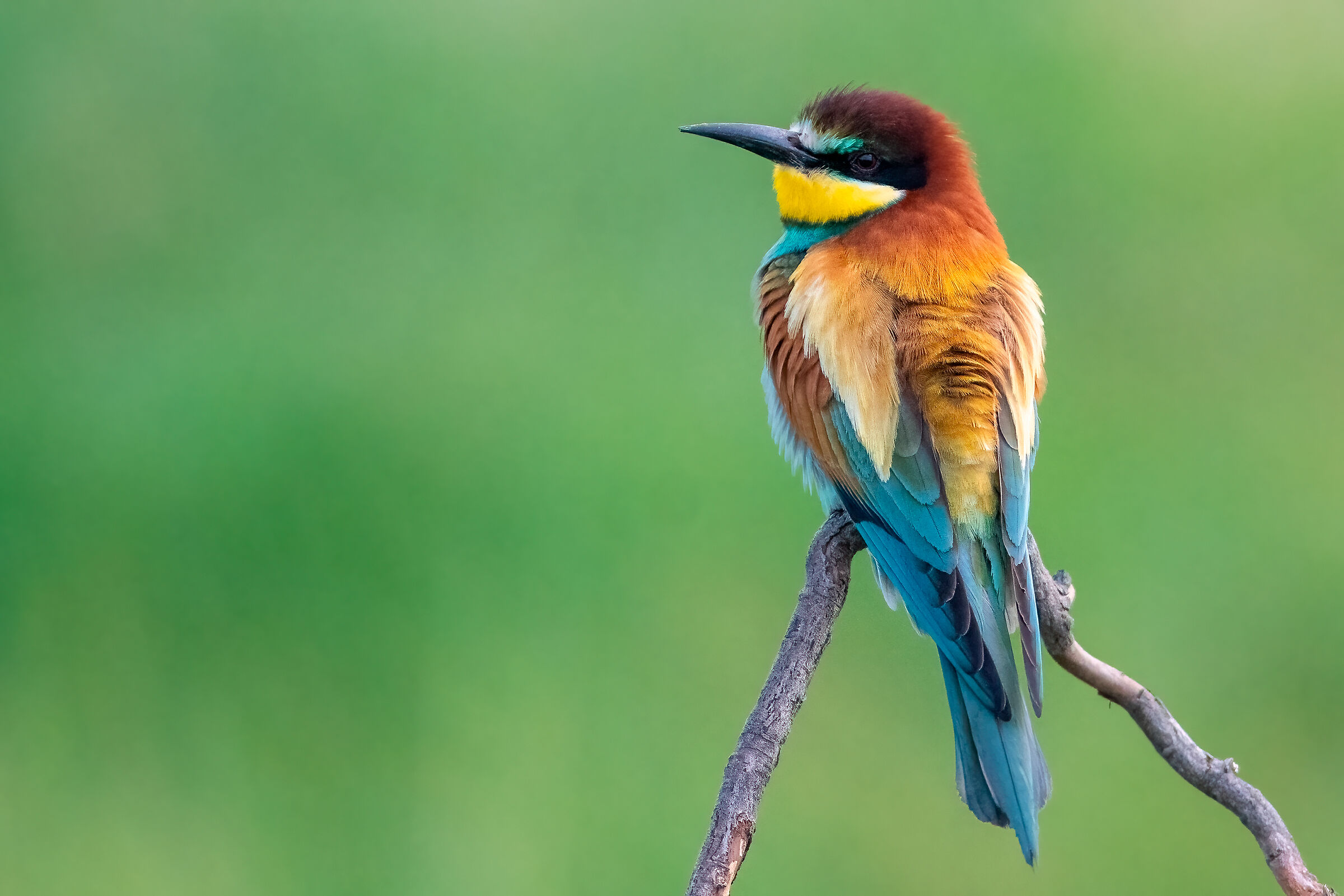 Bee-eater waiting