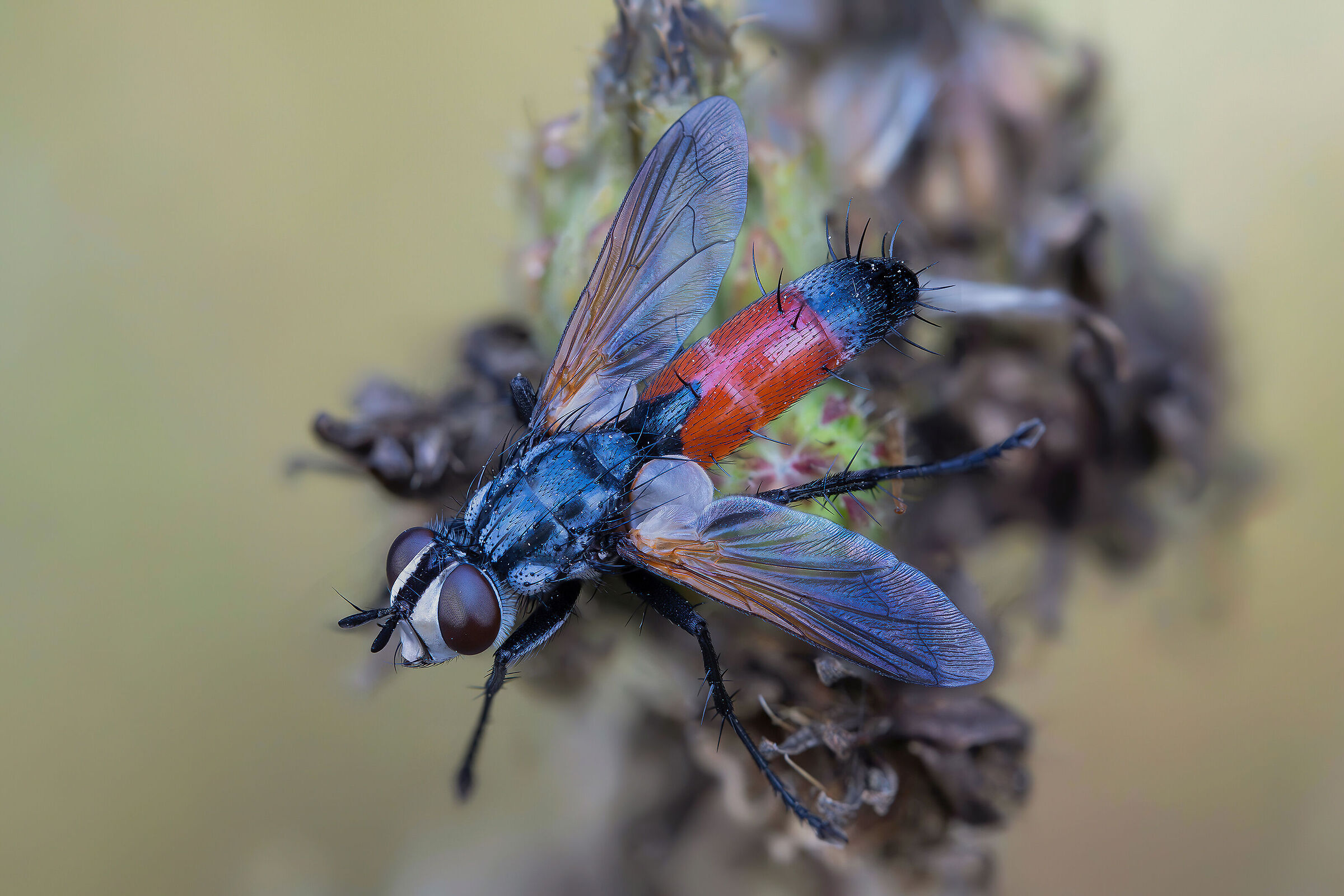 Cylindromyia sp. z o.o.