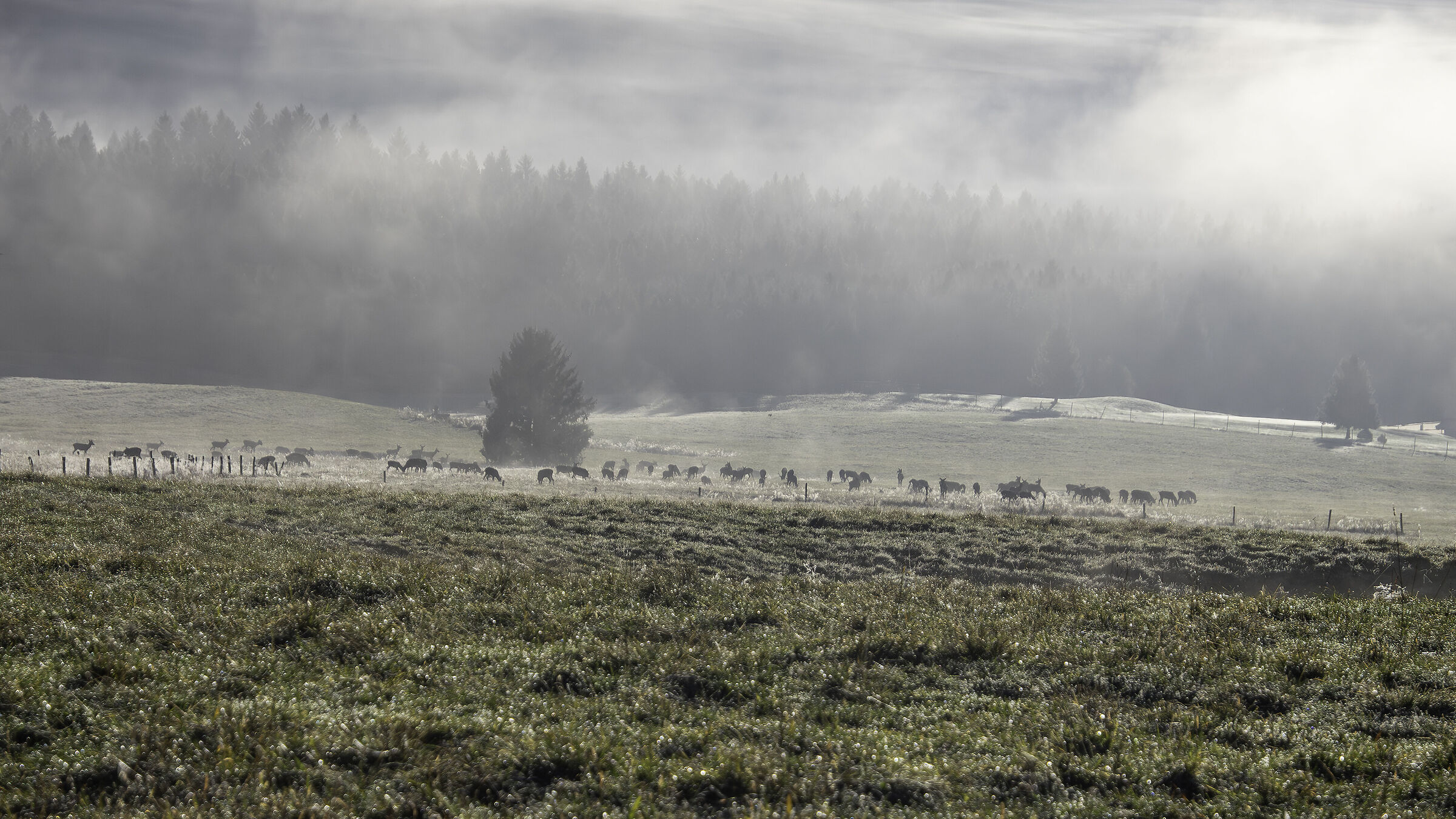 cervi nella foresta del consiglio all'alba