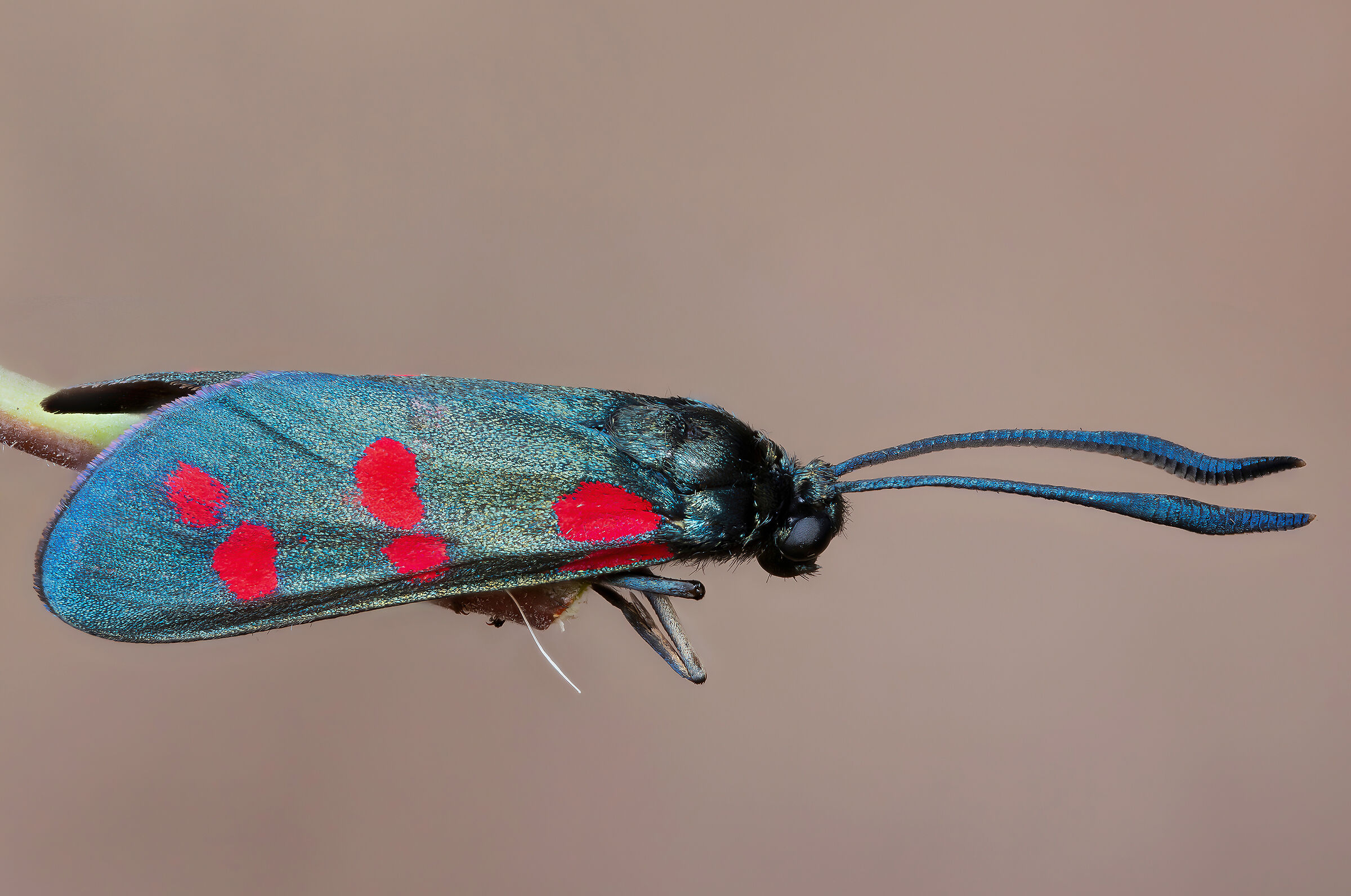 Zygaena filipendulae
