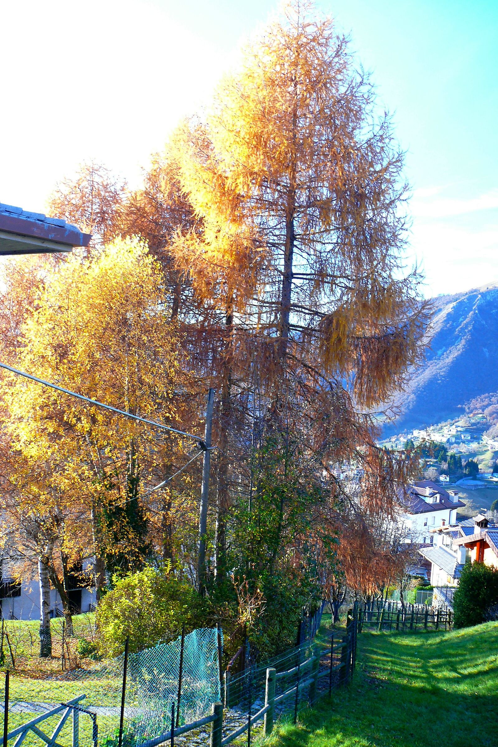 Larice  in  tardo  autunno