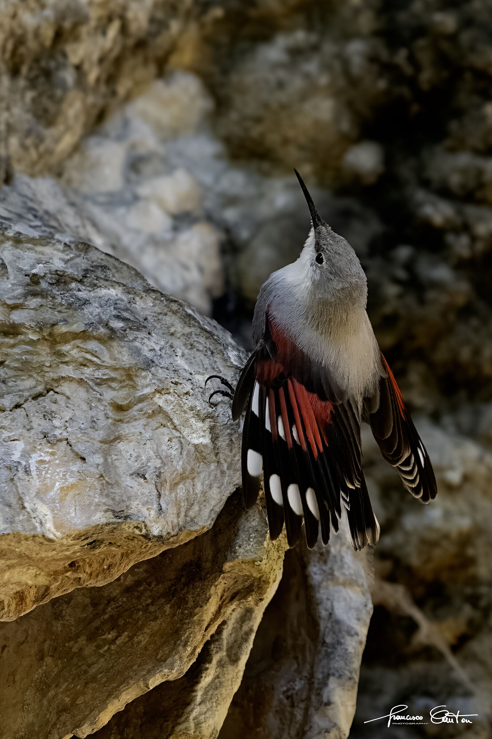 Wallcreeper