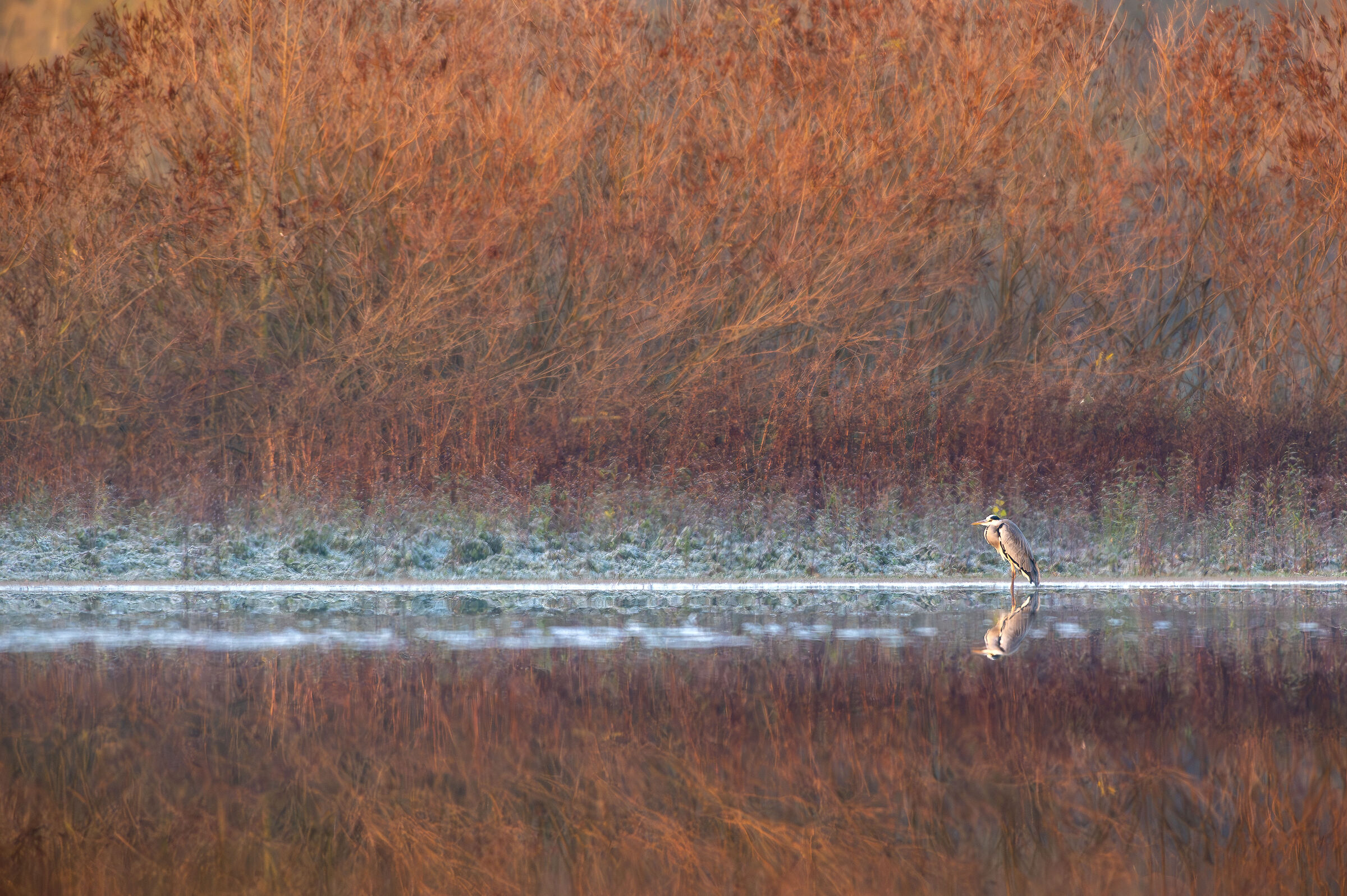 il mio posto avifaunistico