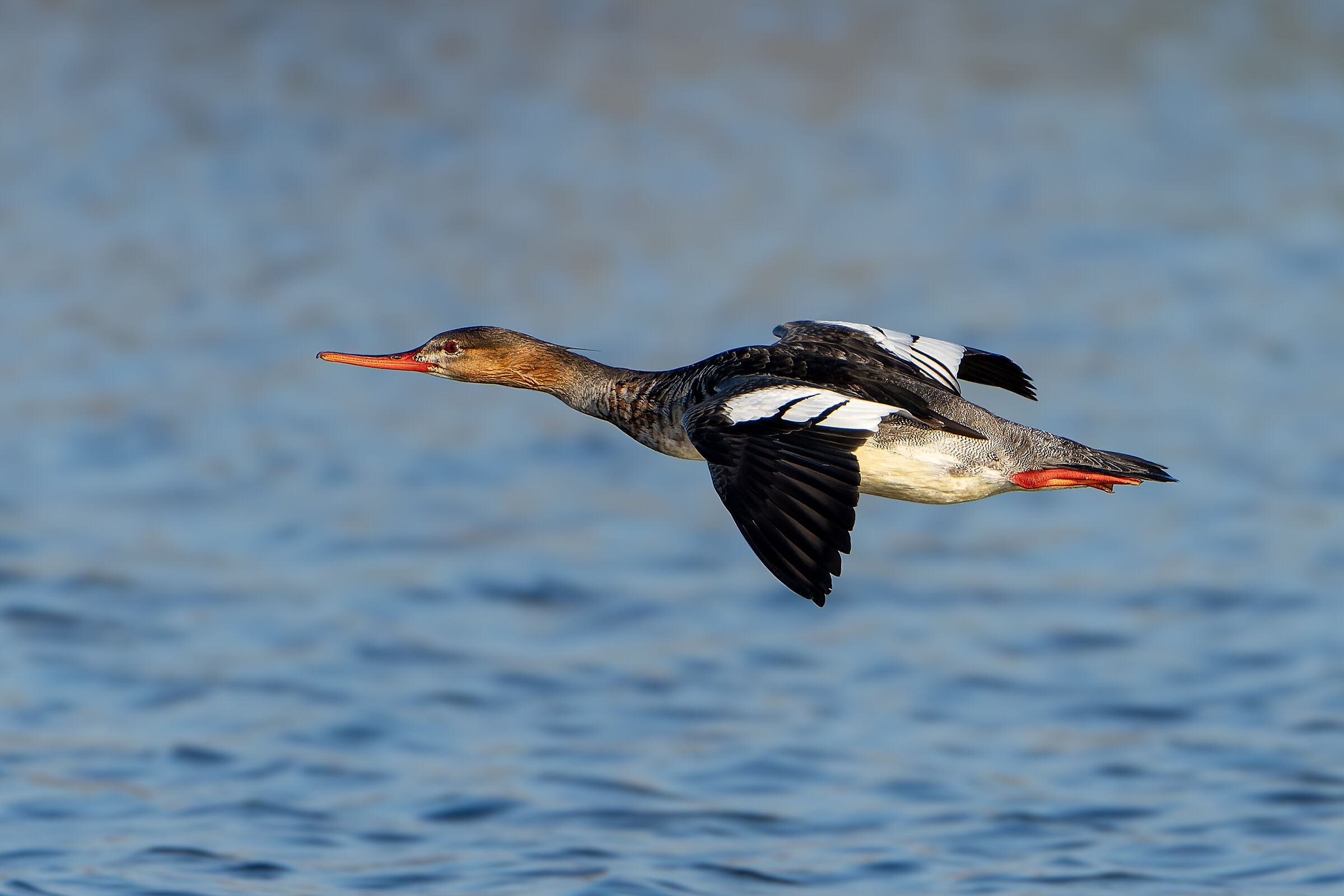 Red-breasted merganser