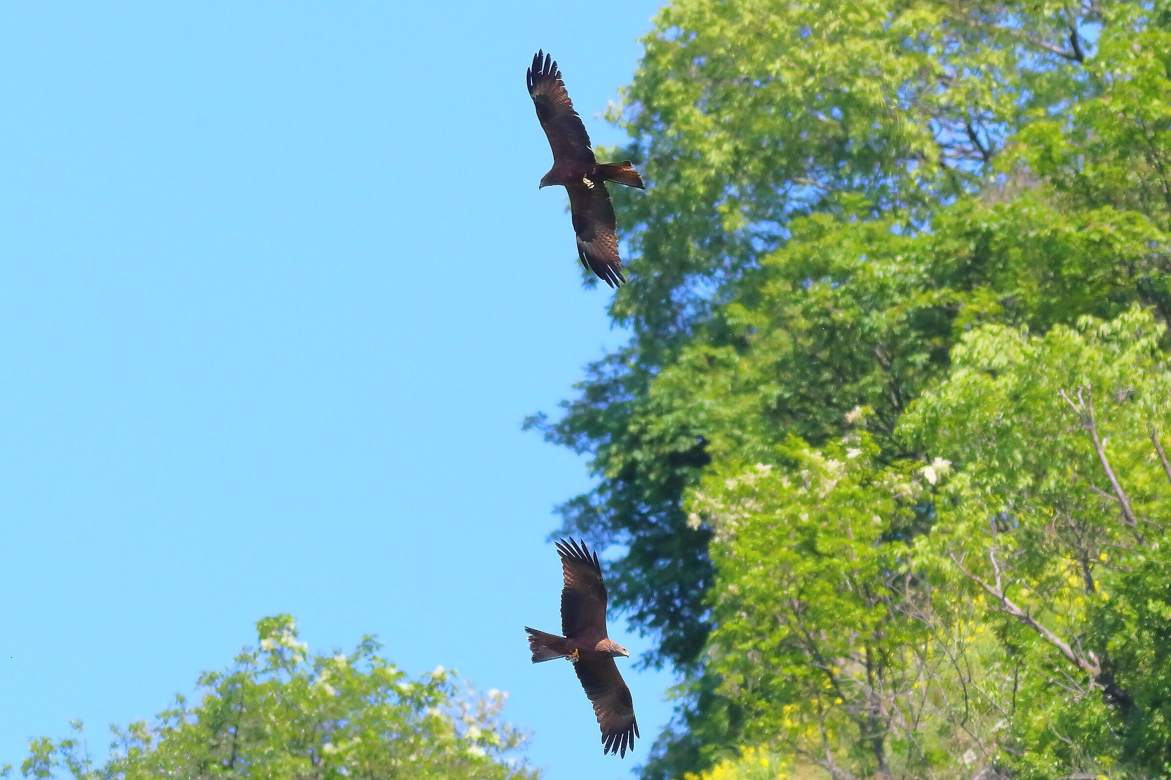 Nibbio bruno 09 maggio 2024 - 8884