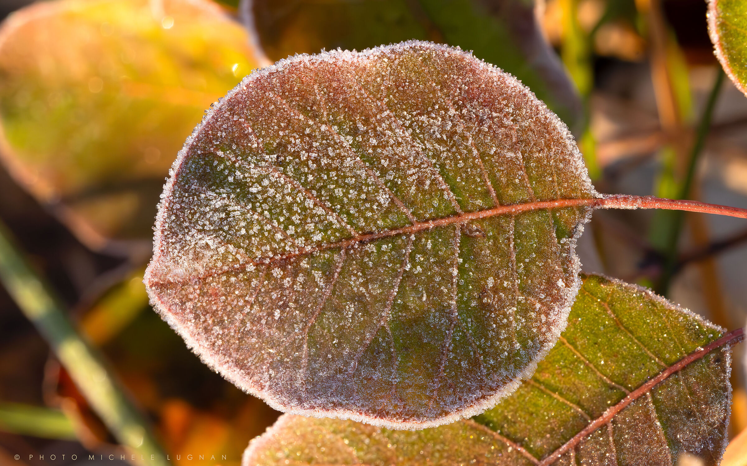 When, at dawn, the frost melts in the sun