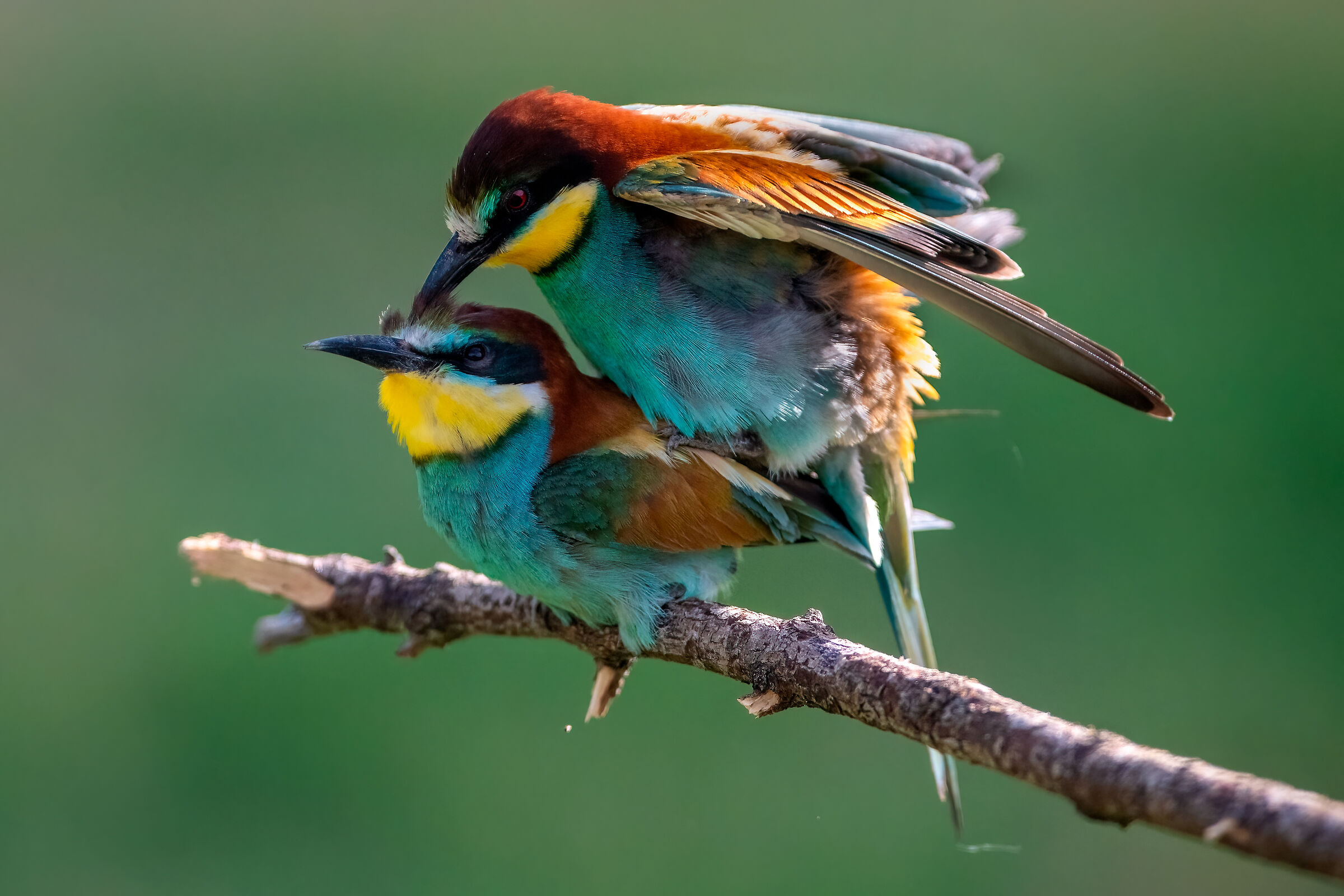 Bee-eaters mate