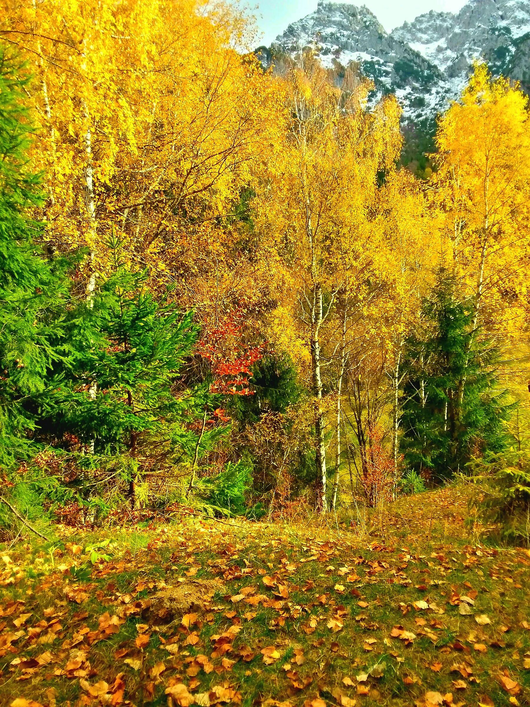 L'autunno  lascia  x  l'inverno