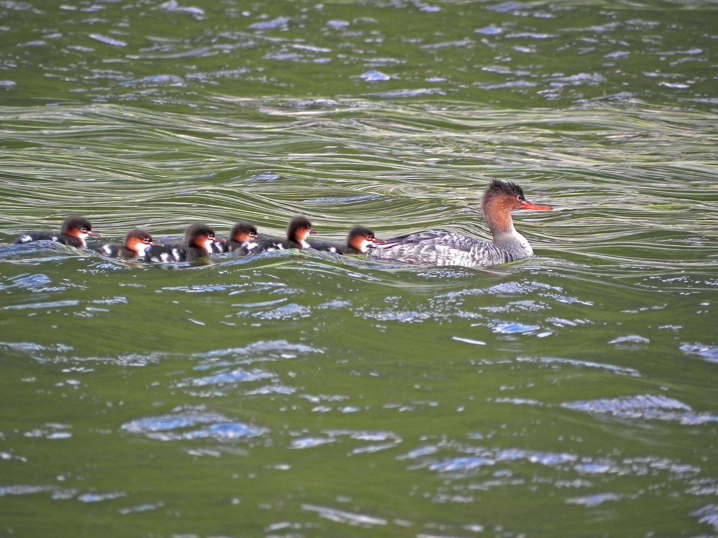 Little Merganser (female) Iceland