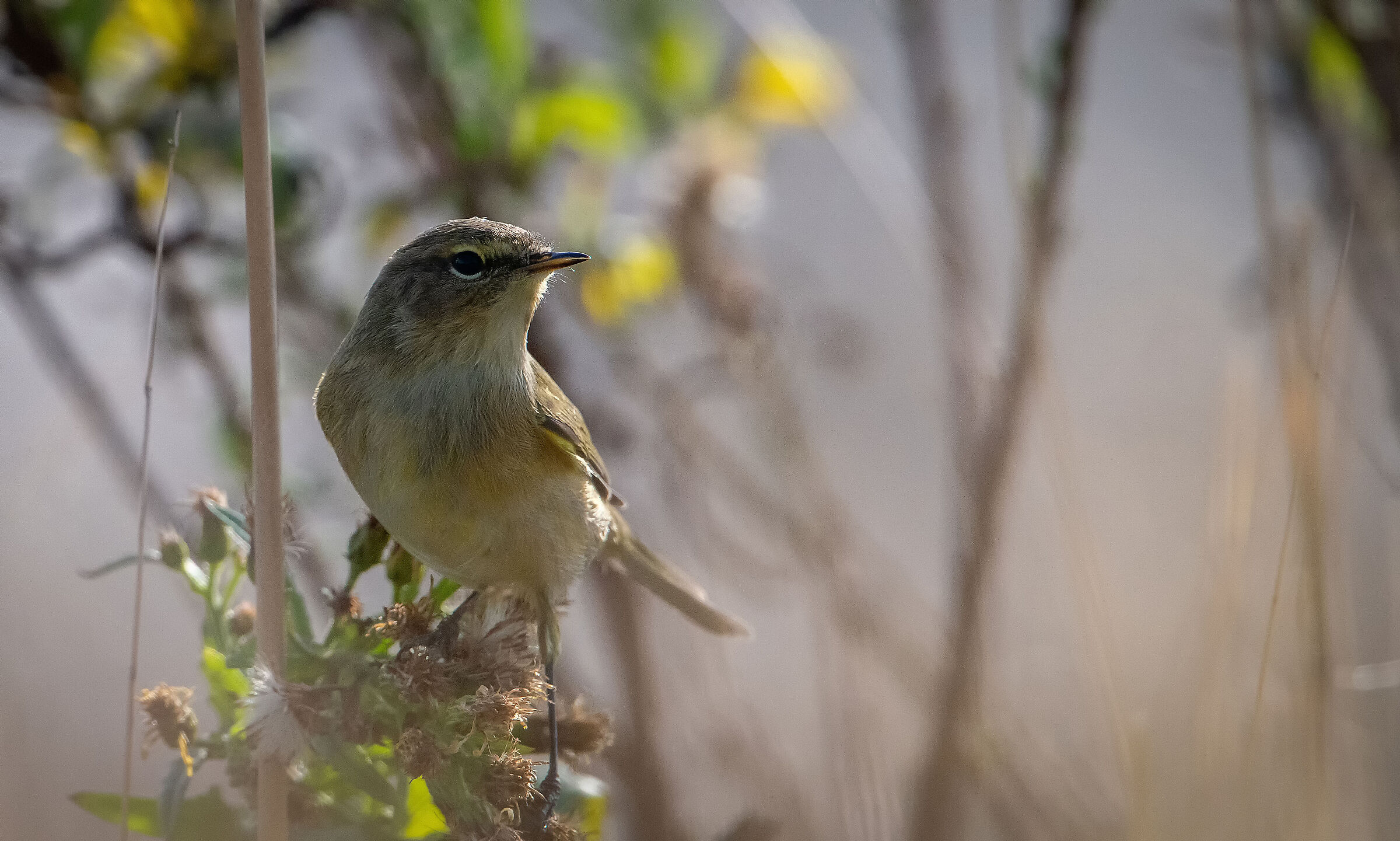 Chiffchaff