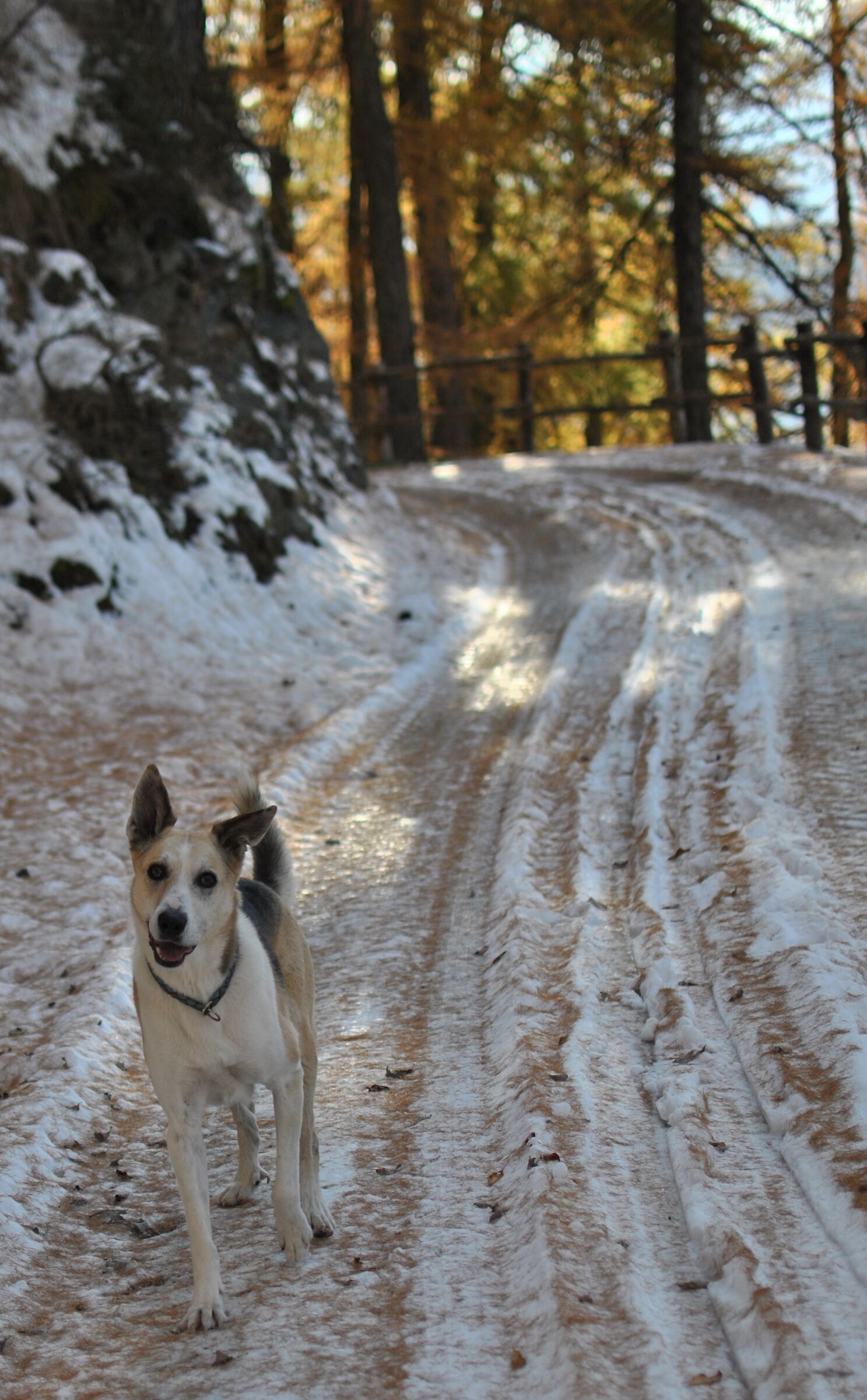 First snow, what a joy!