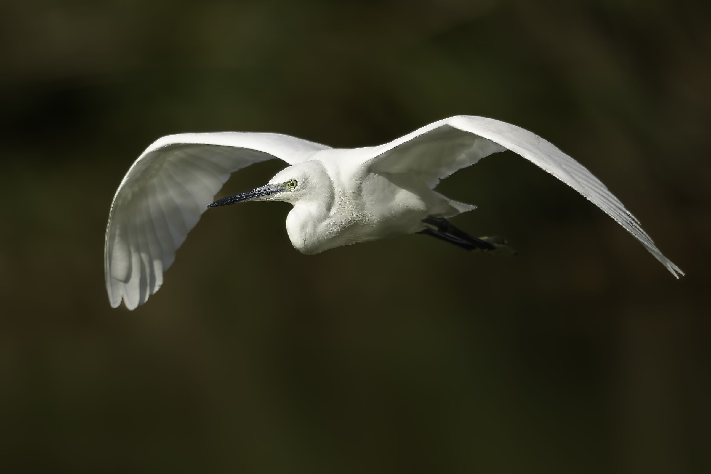 Egretta garzetta