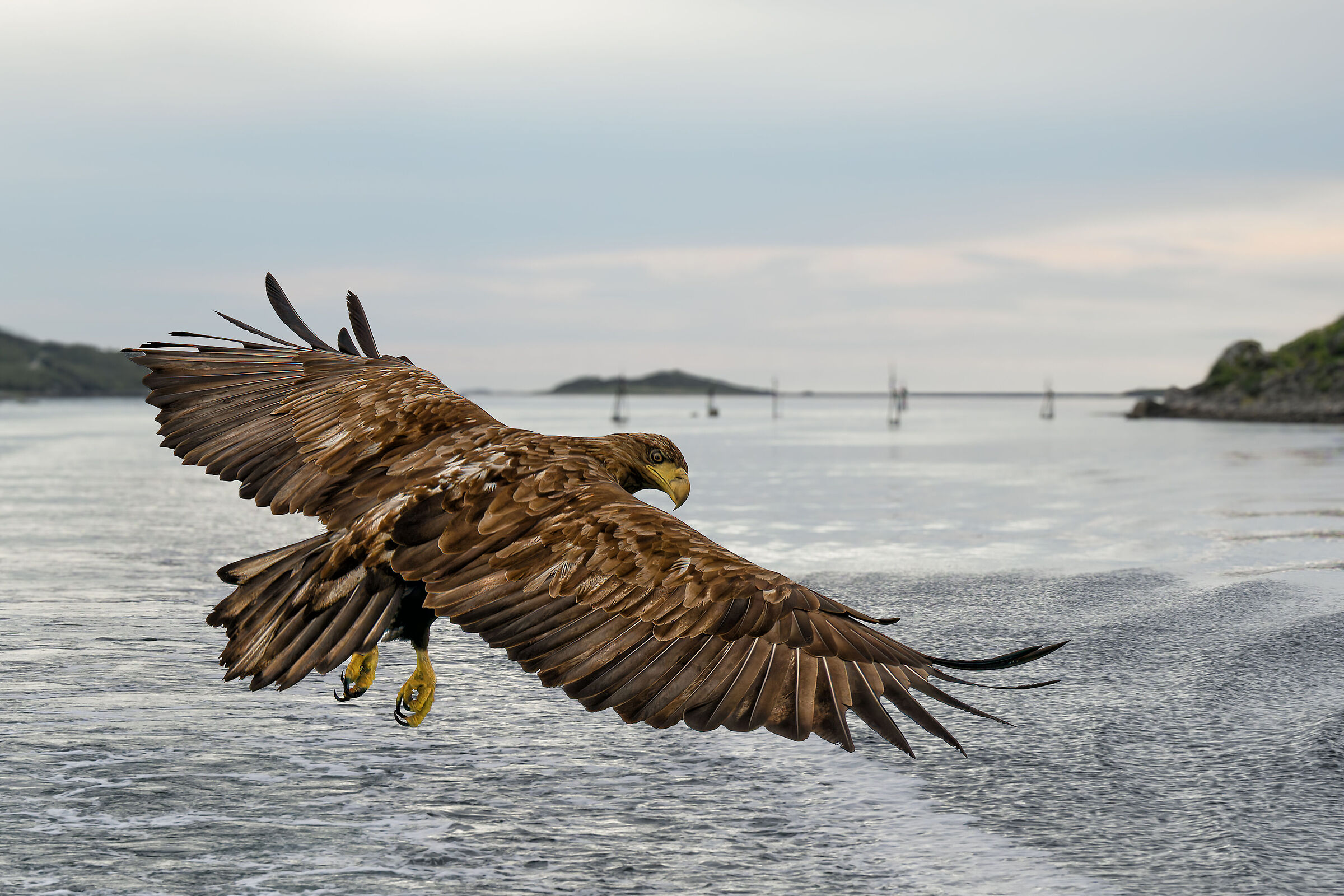 Sea Eagle, Vesteralen Islands