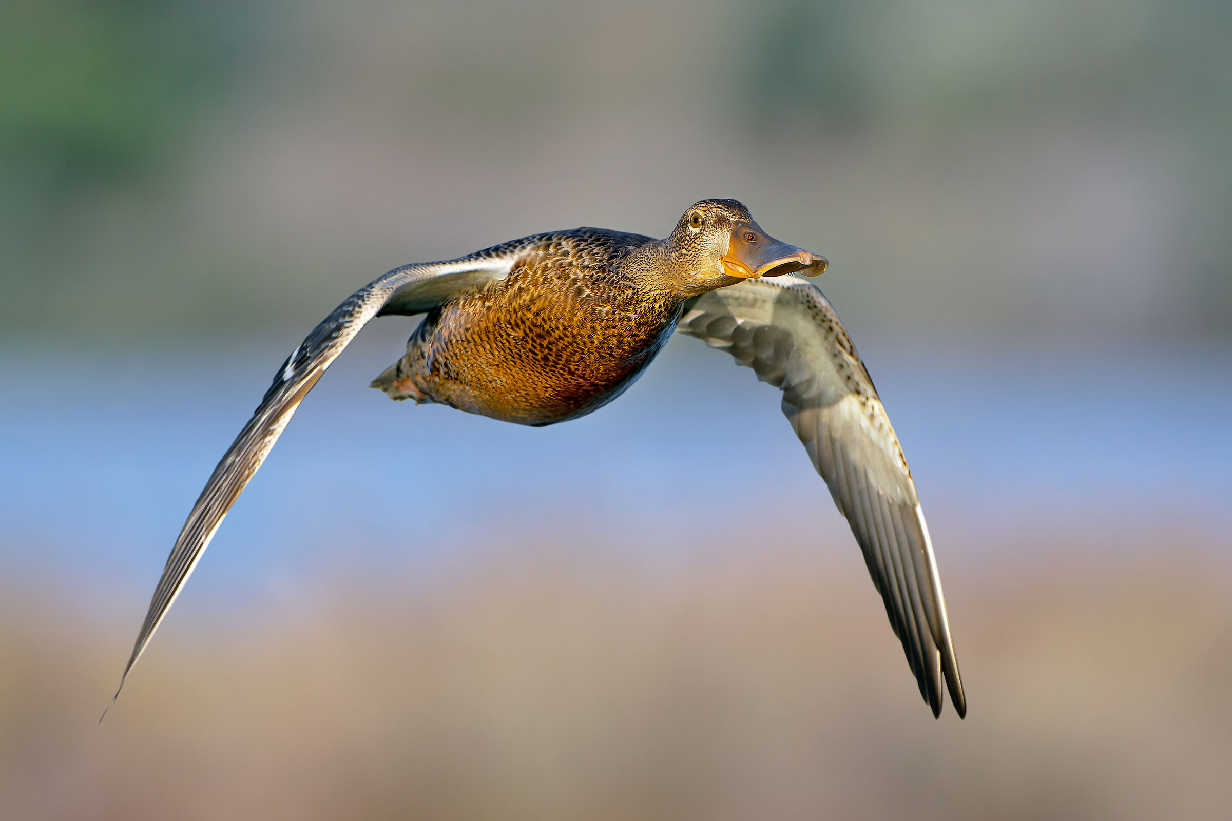 Shoveler