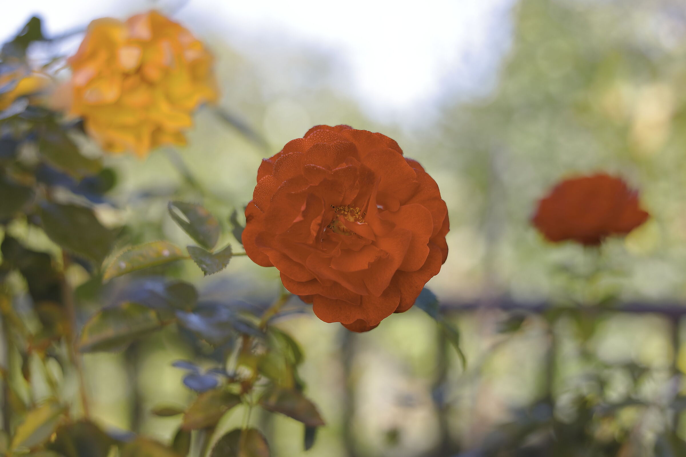 Warm colors of the twilight