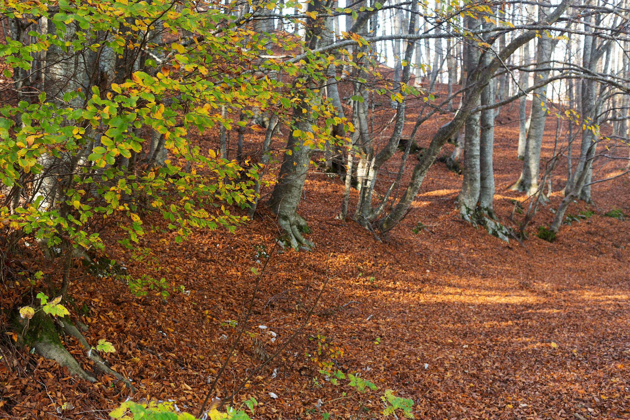 Le ultime rimaste...sui rami