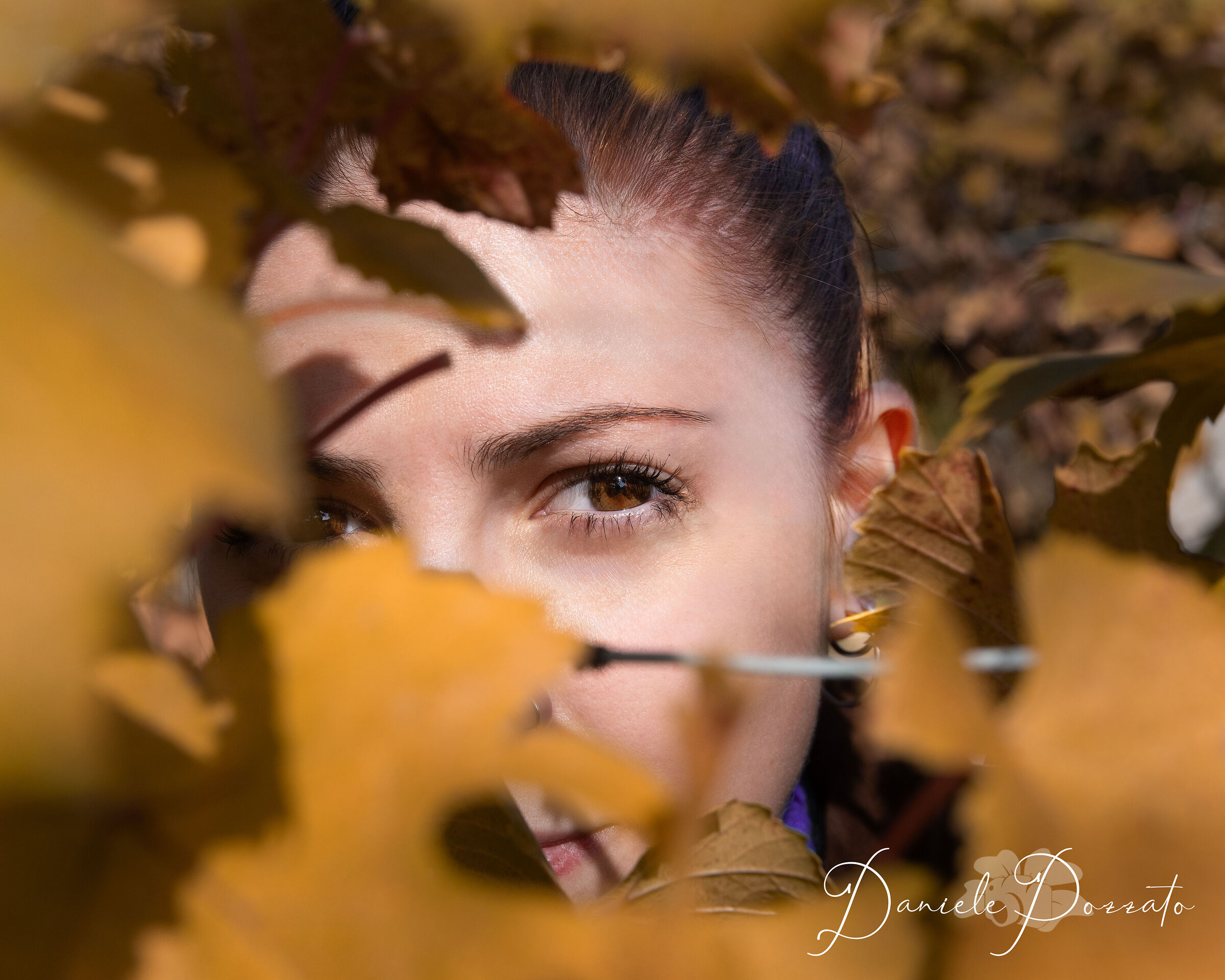 Foliage in the Langhe.
