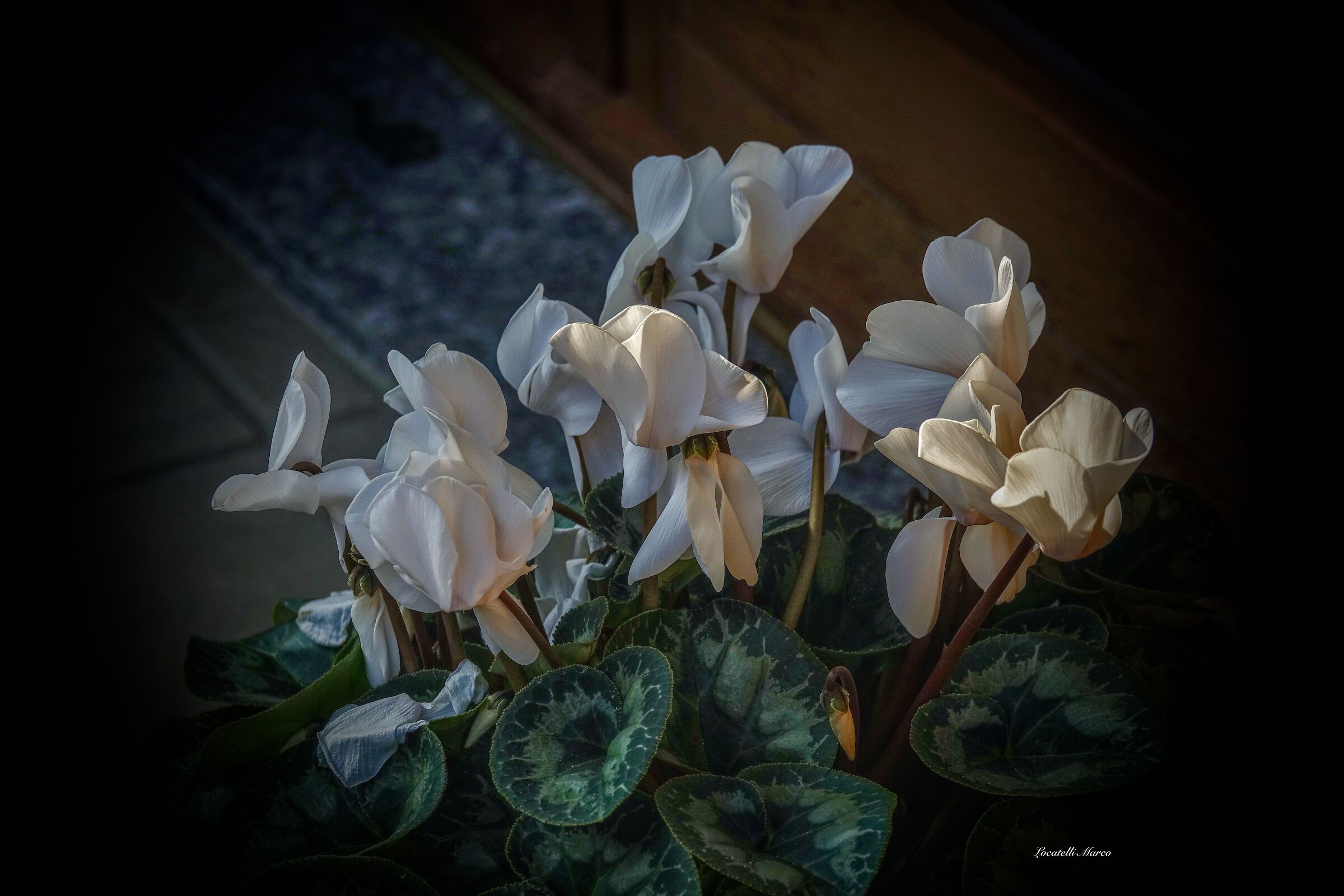Cyclamen