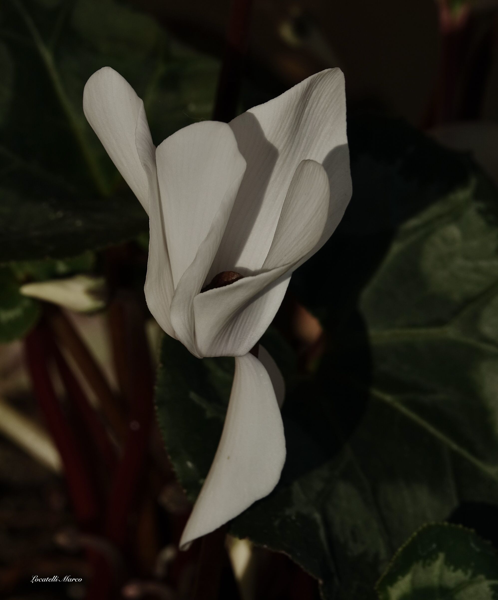 Cyclamen