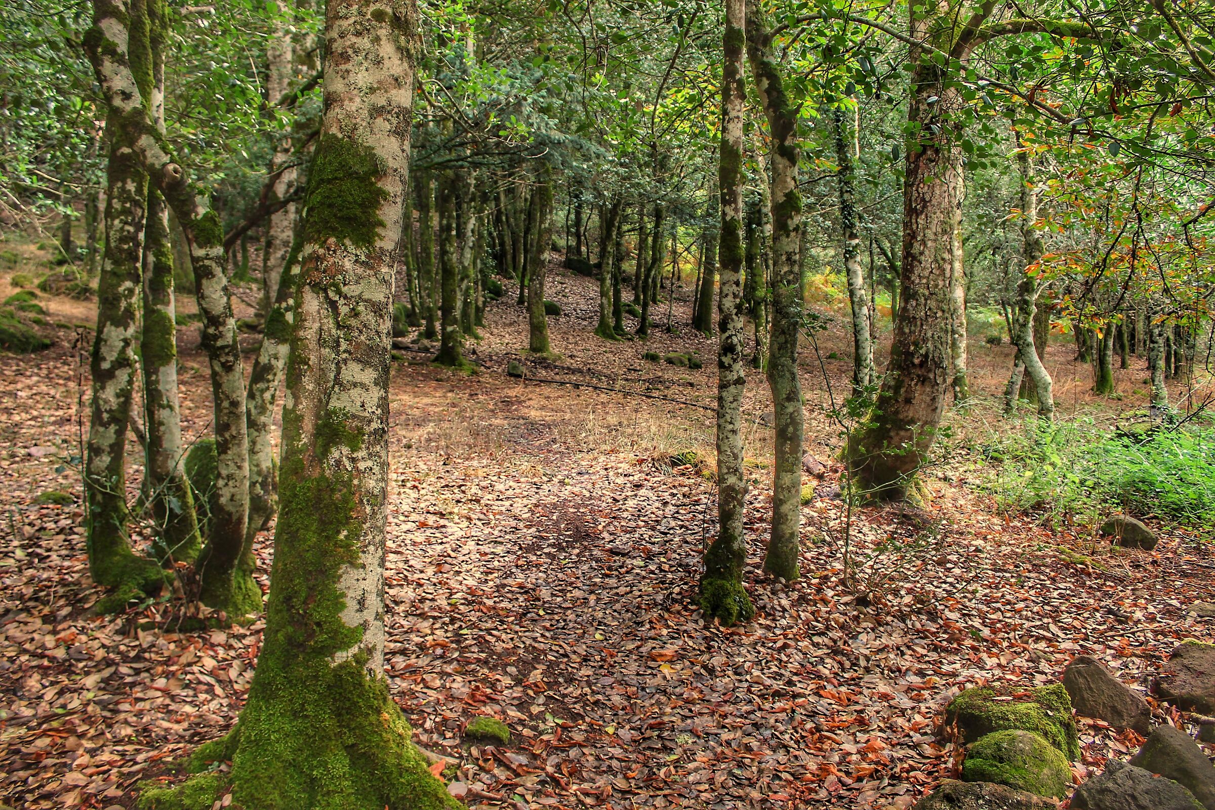 Profumo di bosco