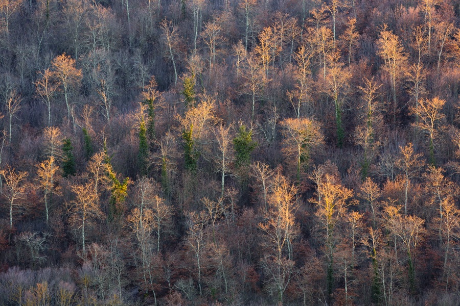 Grove at Creete Senesi