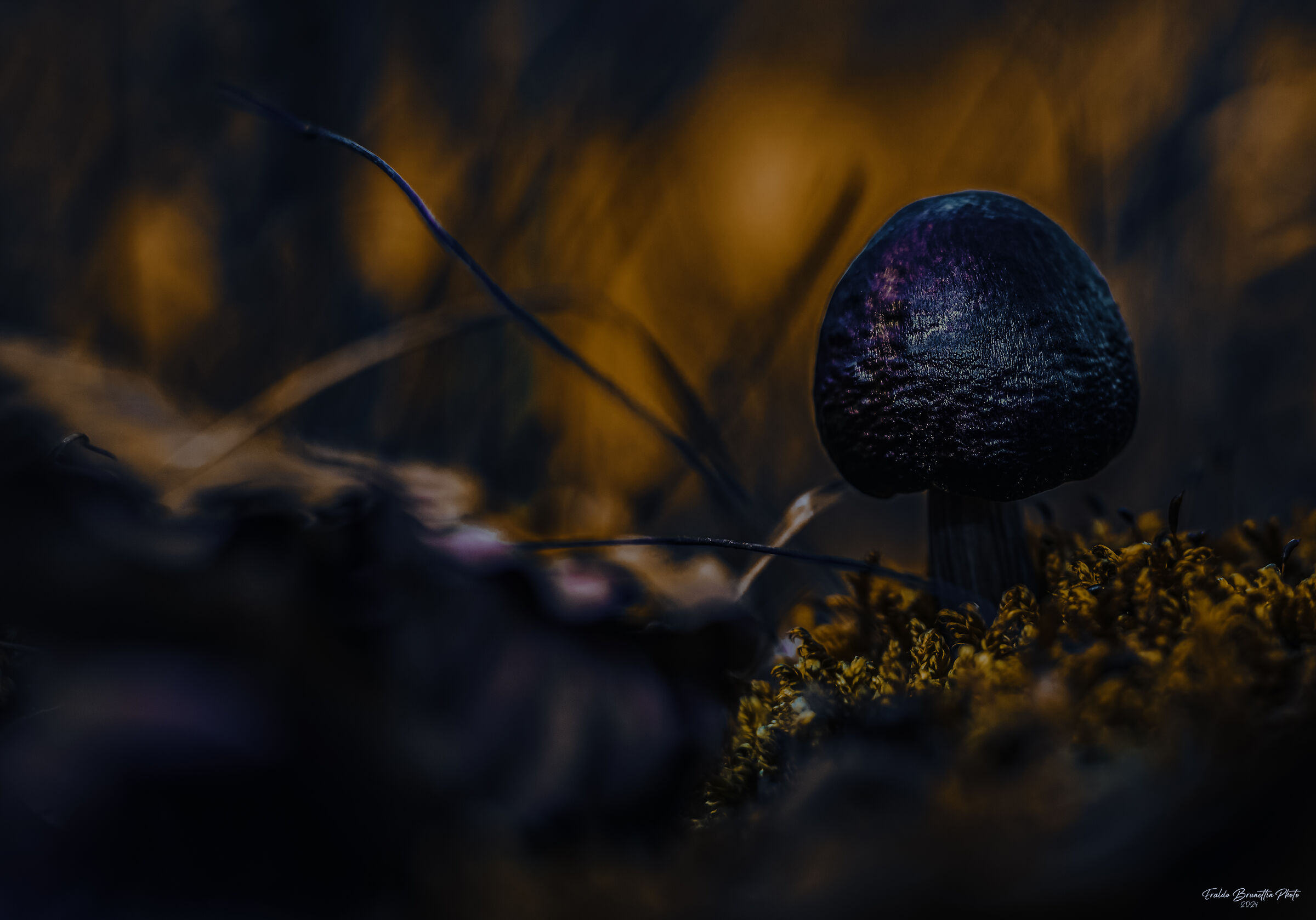 Untitled Photo