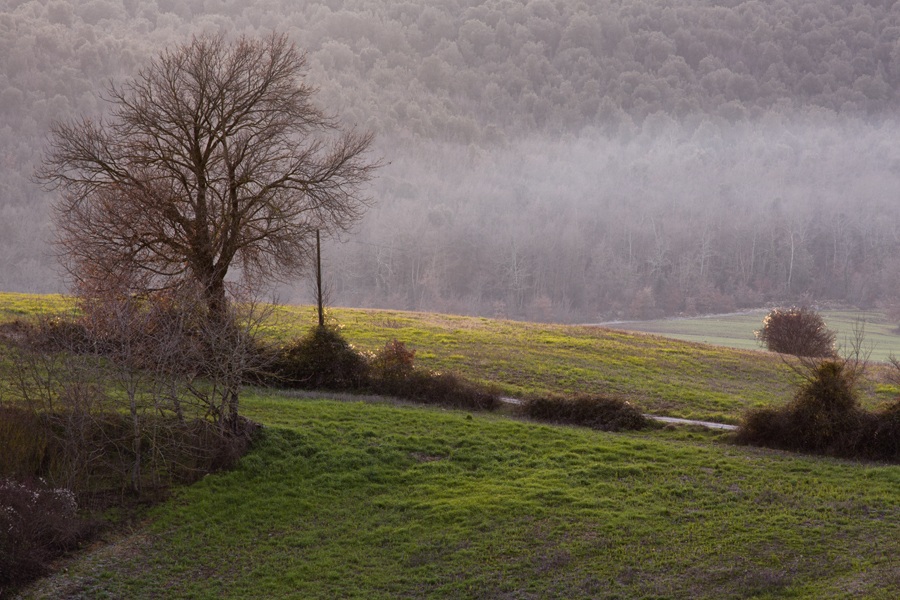Mists of Tuscany