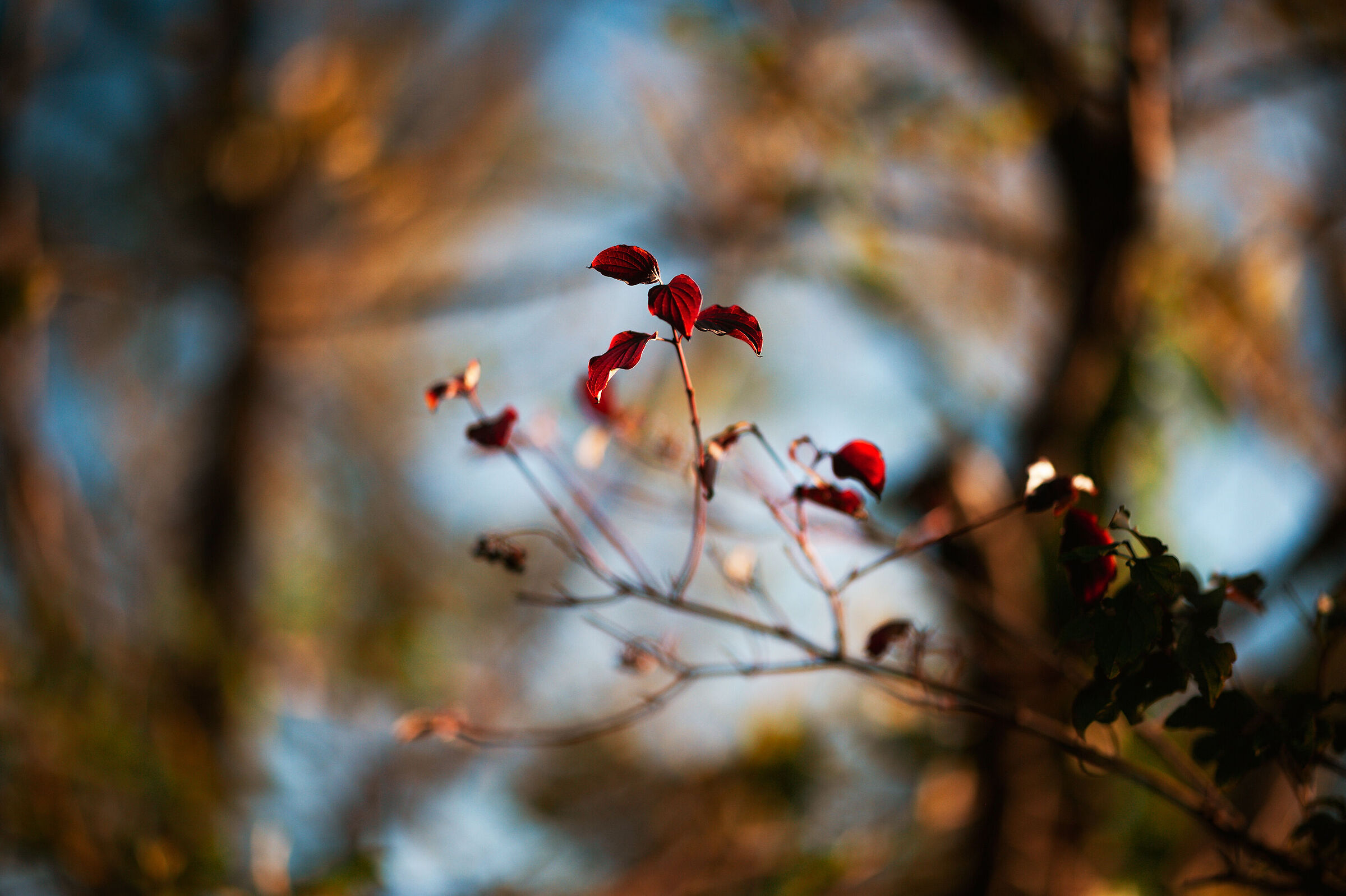Autumn_1