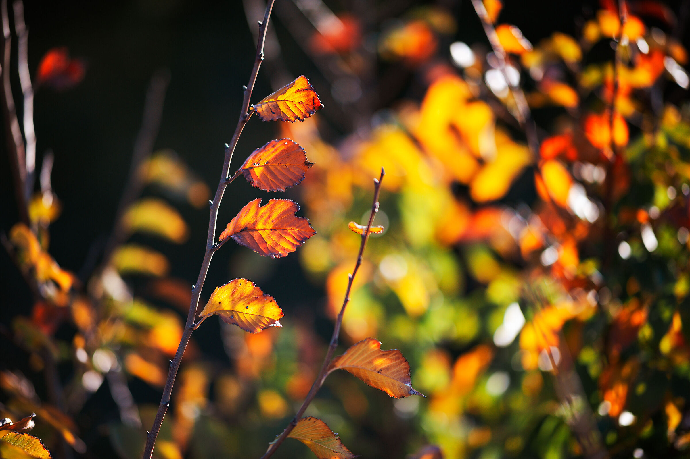 Autumn_2