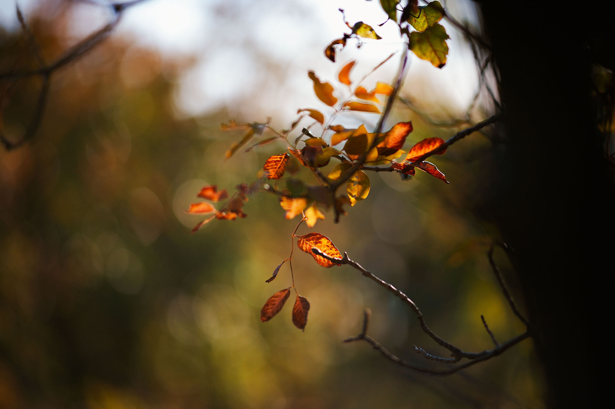 Autumn_6