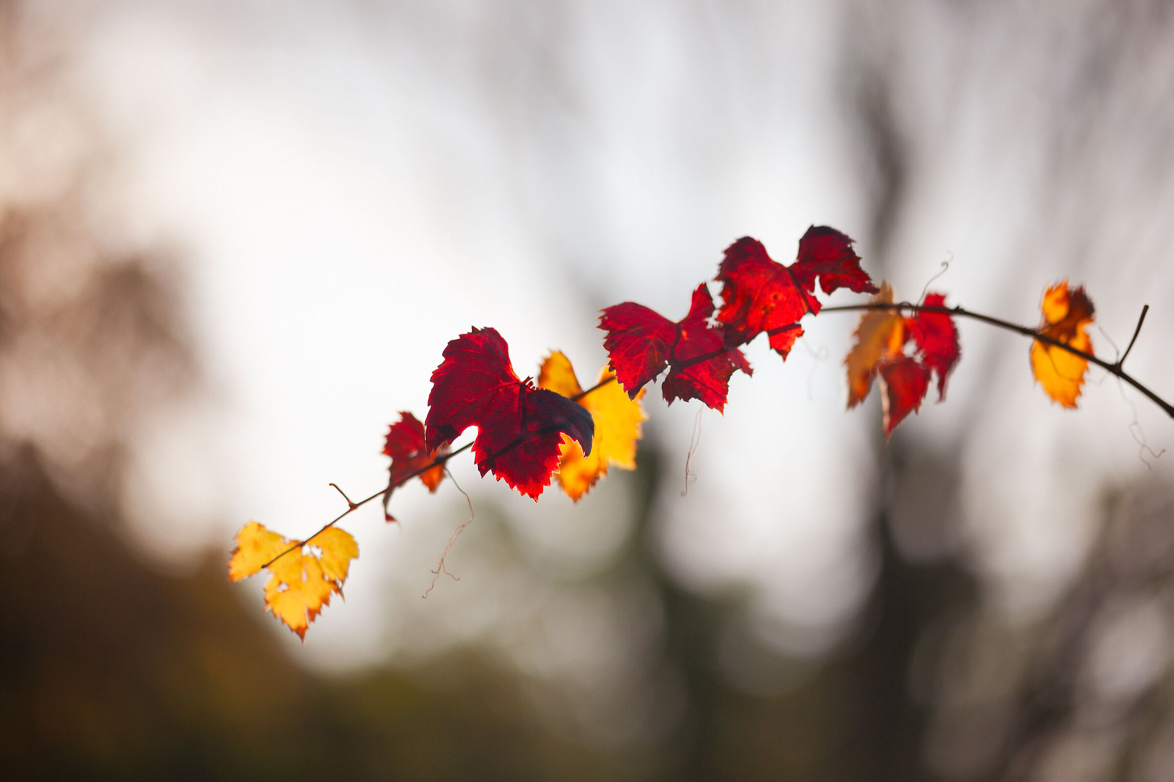 Autumn_7
