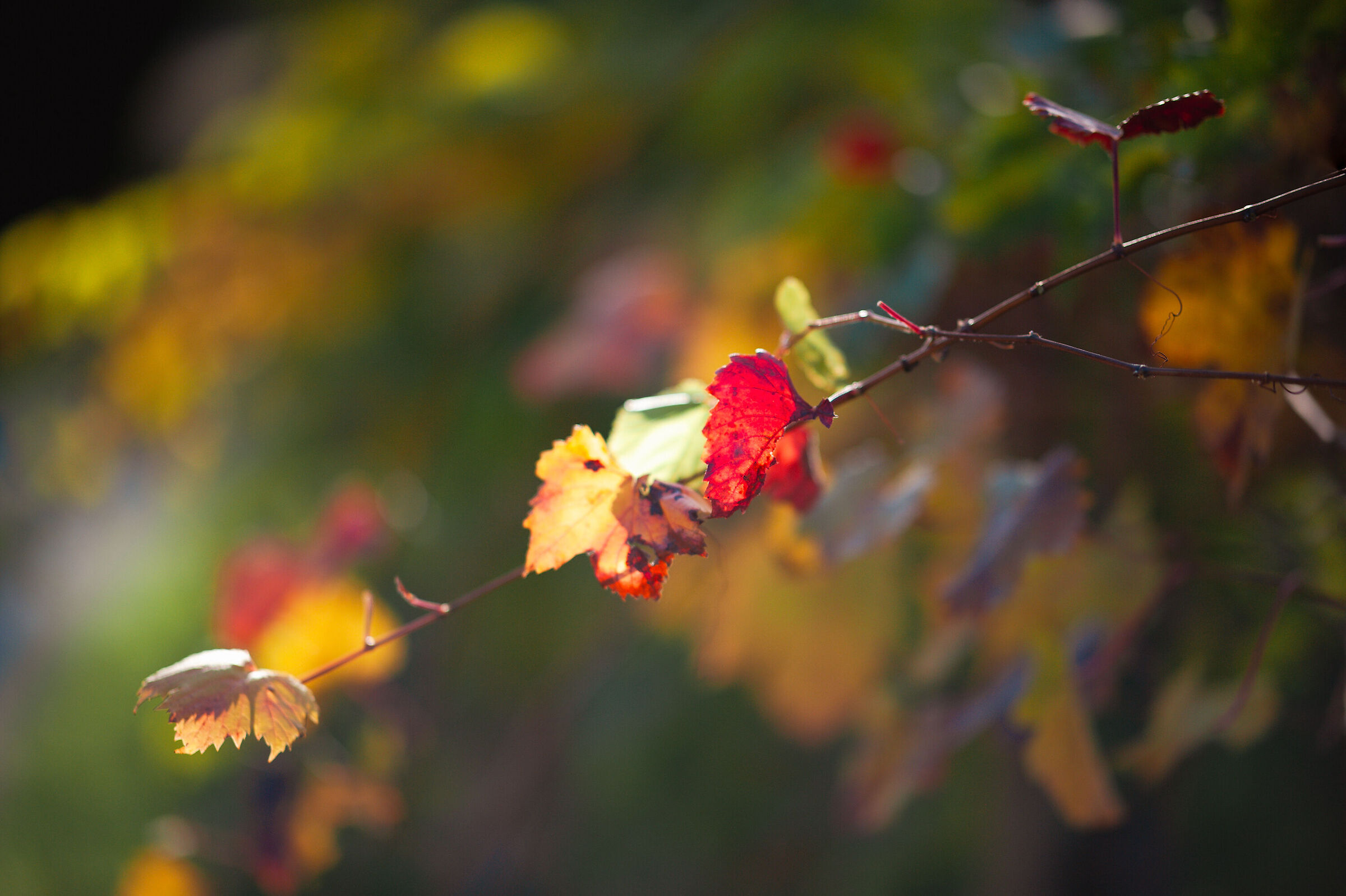 Autumn_8