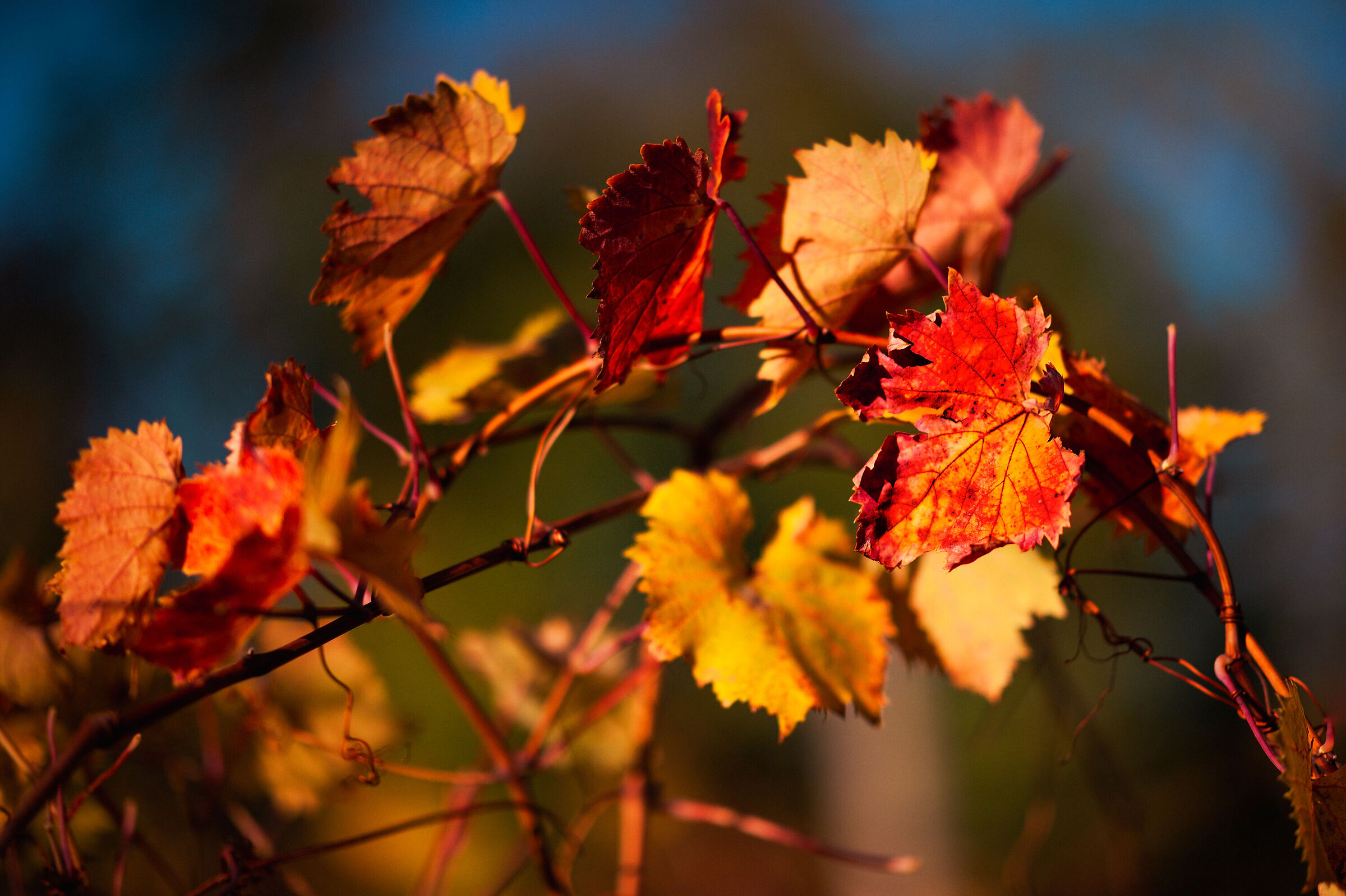 Autumn_9