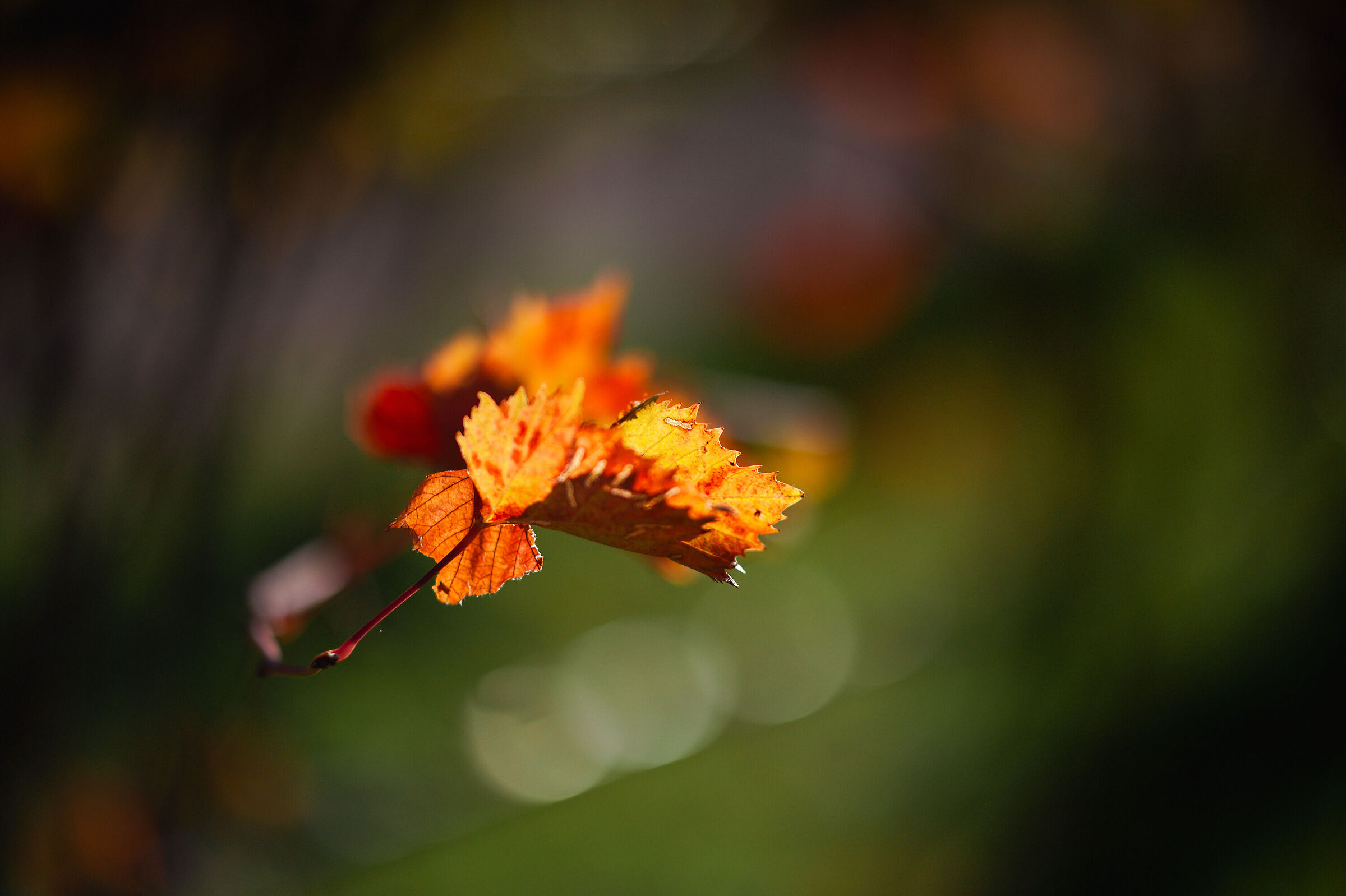 Autumn_10