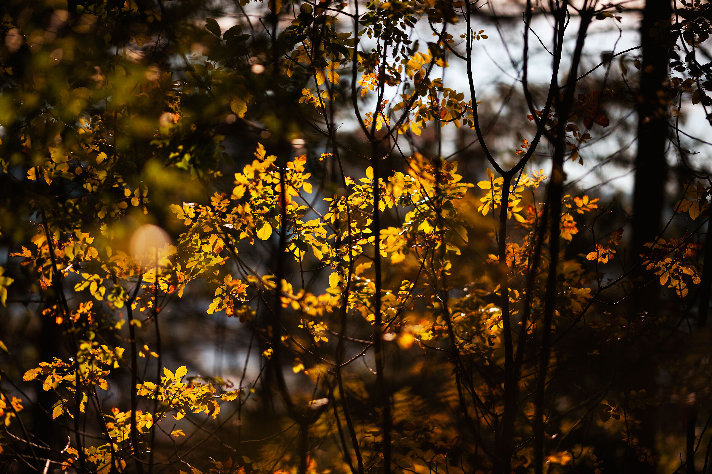 Autumn_11