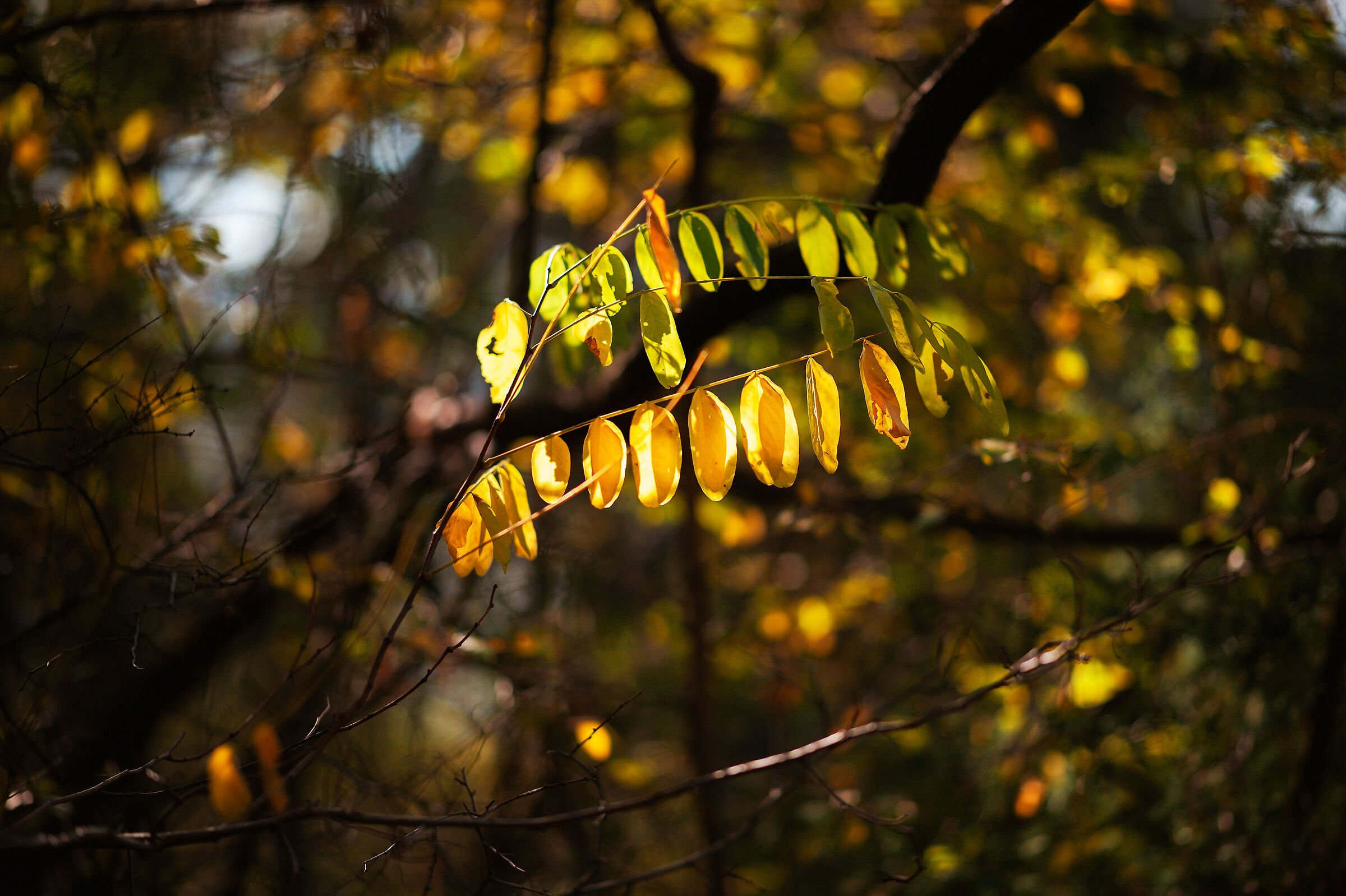 Autumn_12