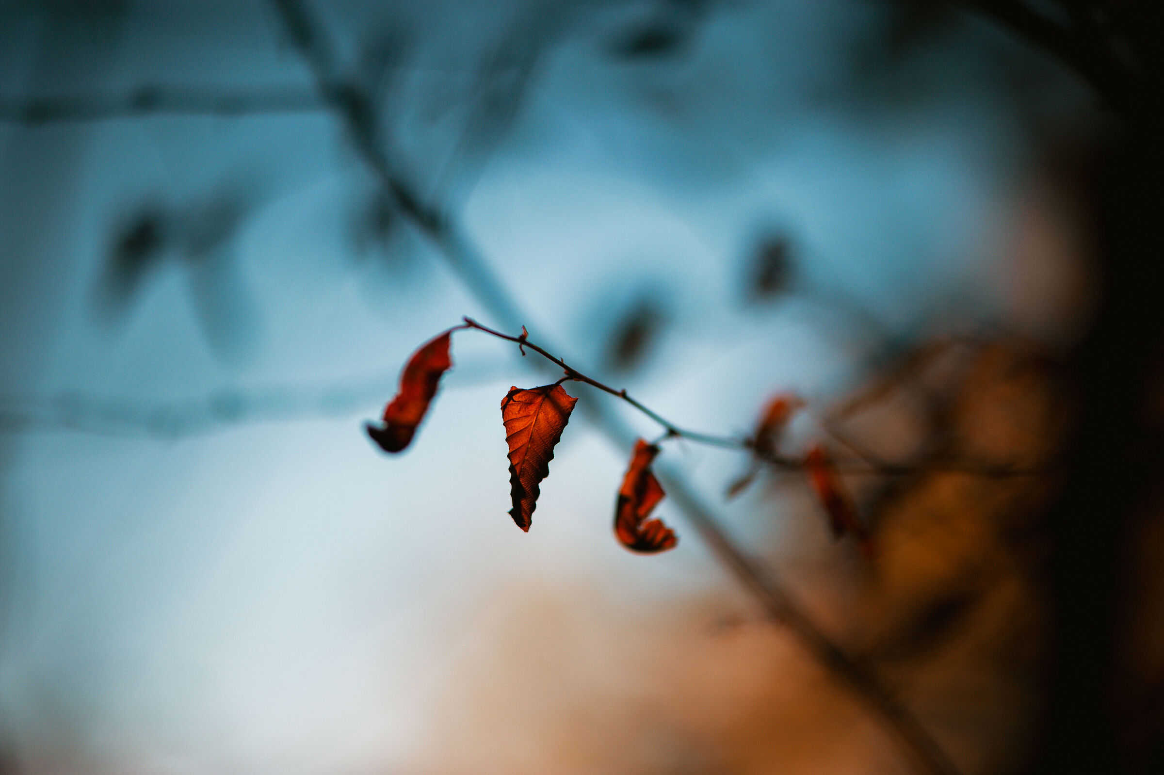 Autumn_14