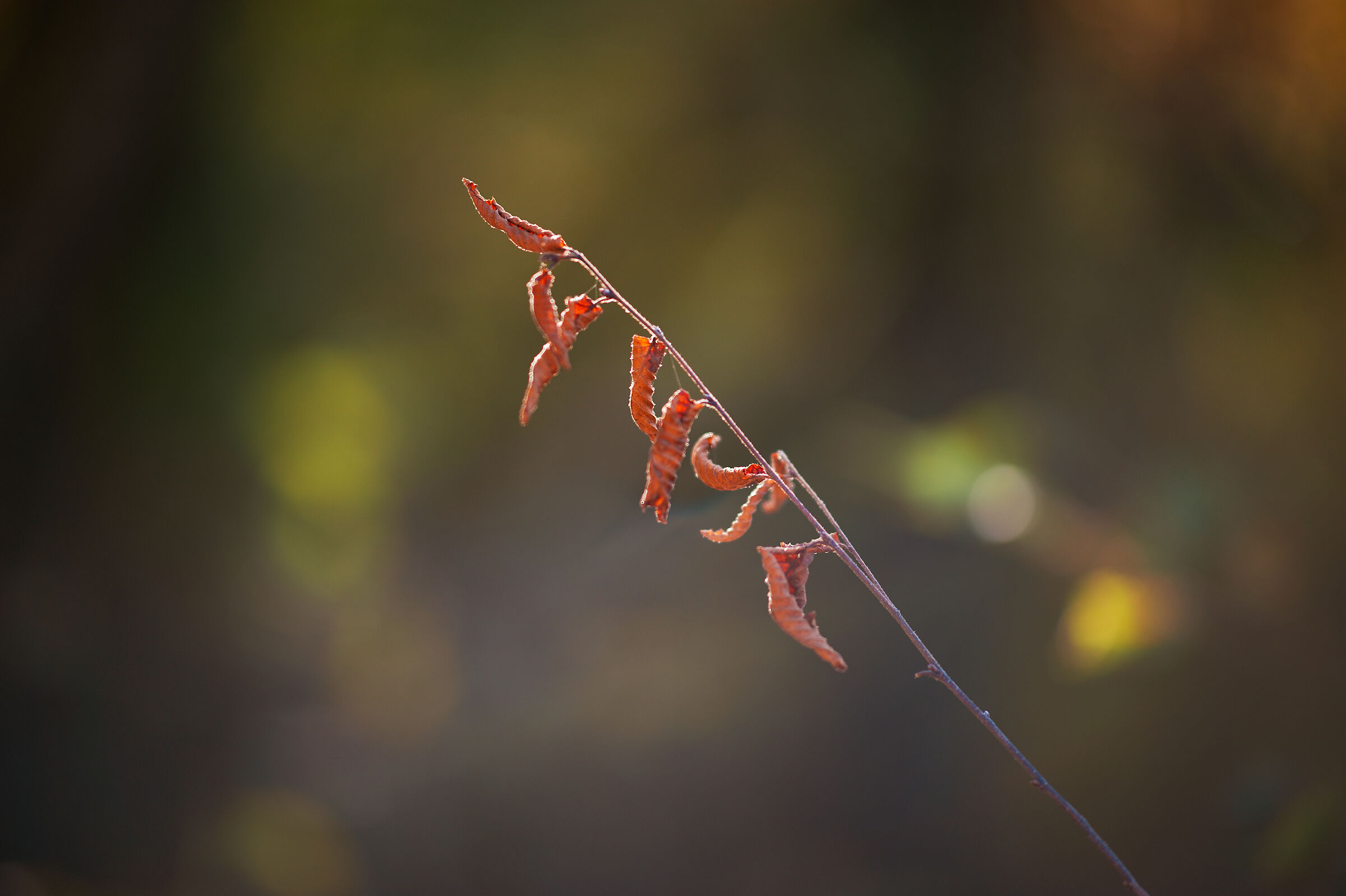 Autumn_15