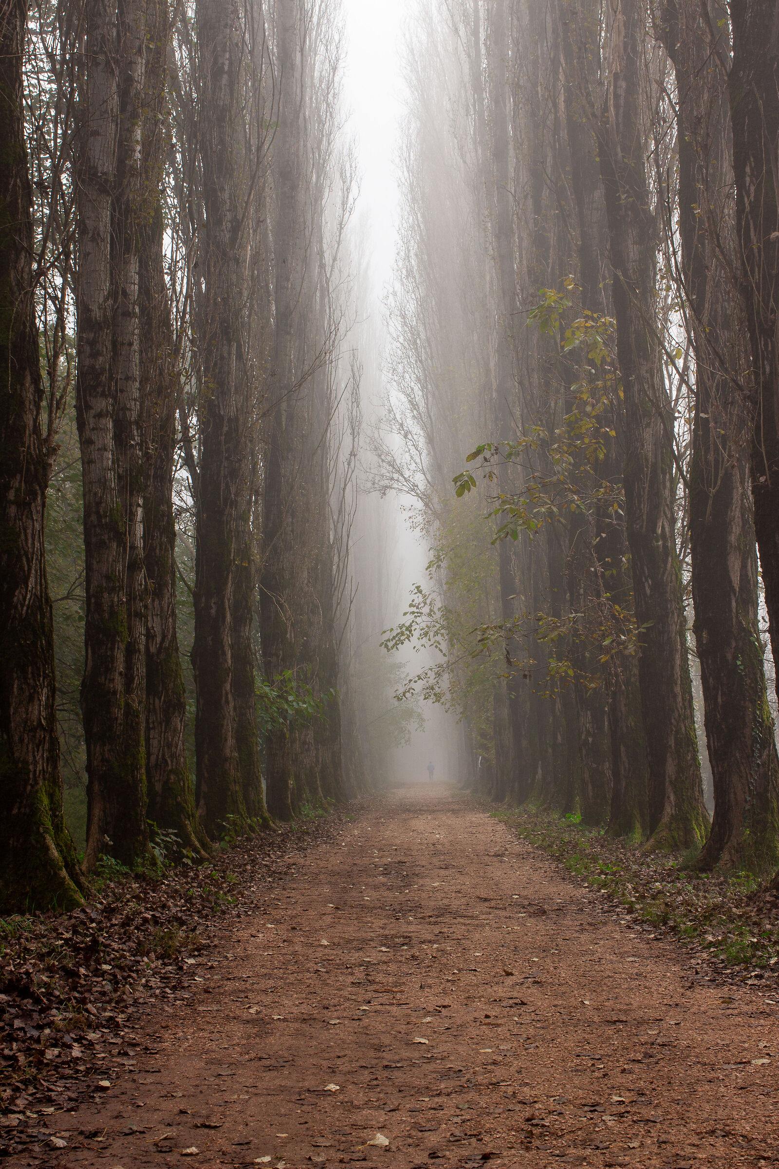 In the avenue..