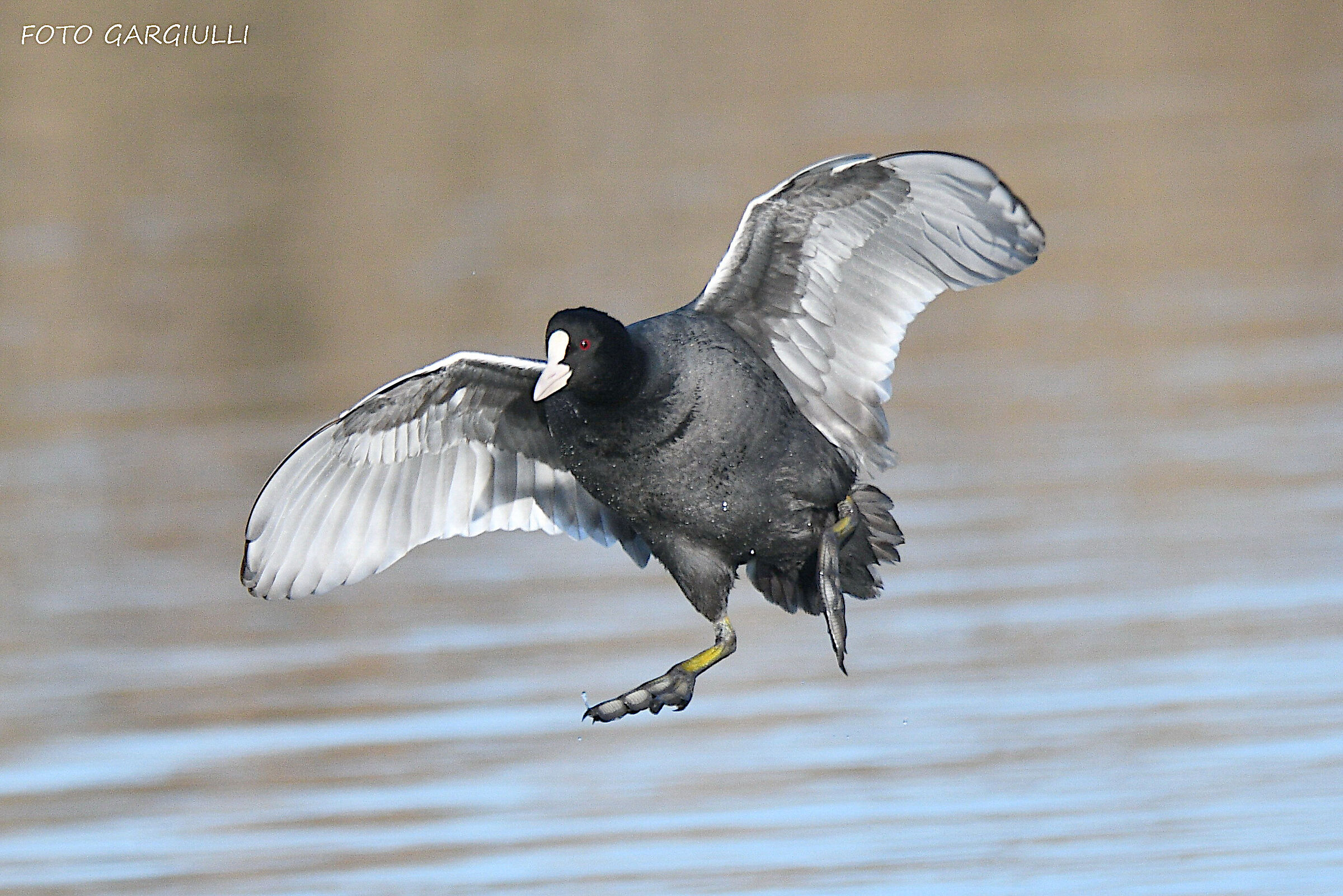 Coot landing