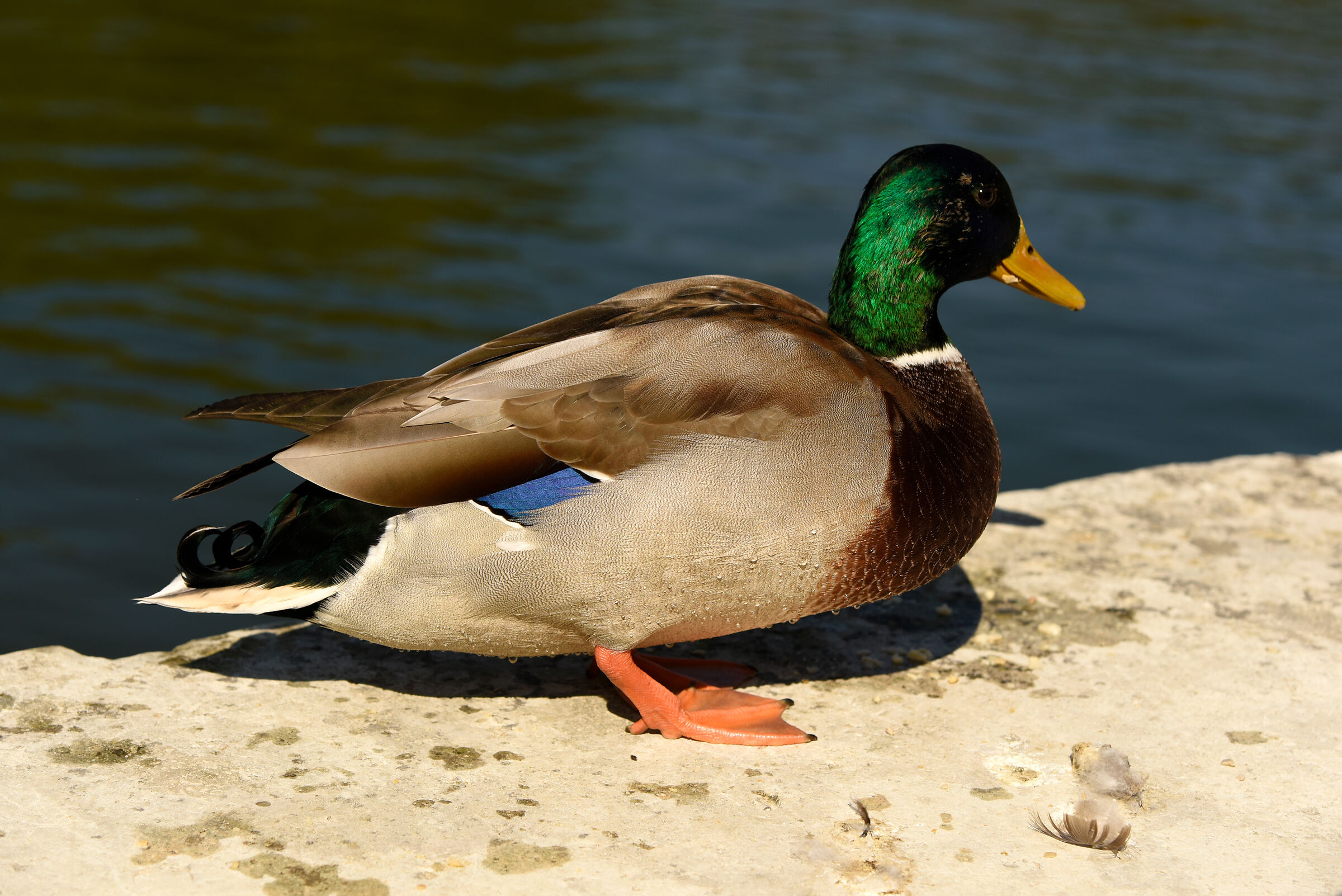 amici di Versailles