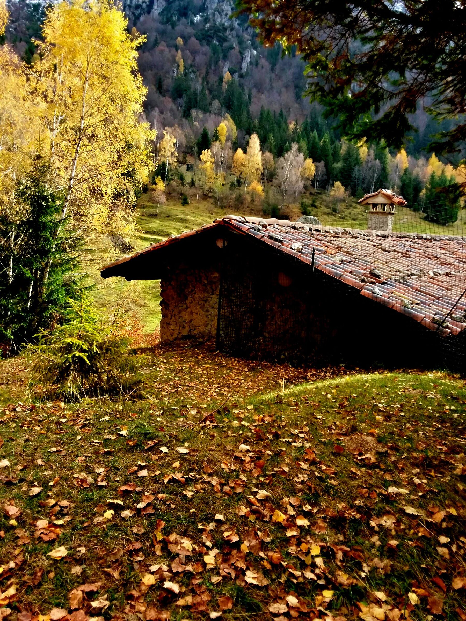 Star inmersa in autumn nature