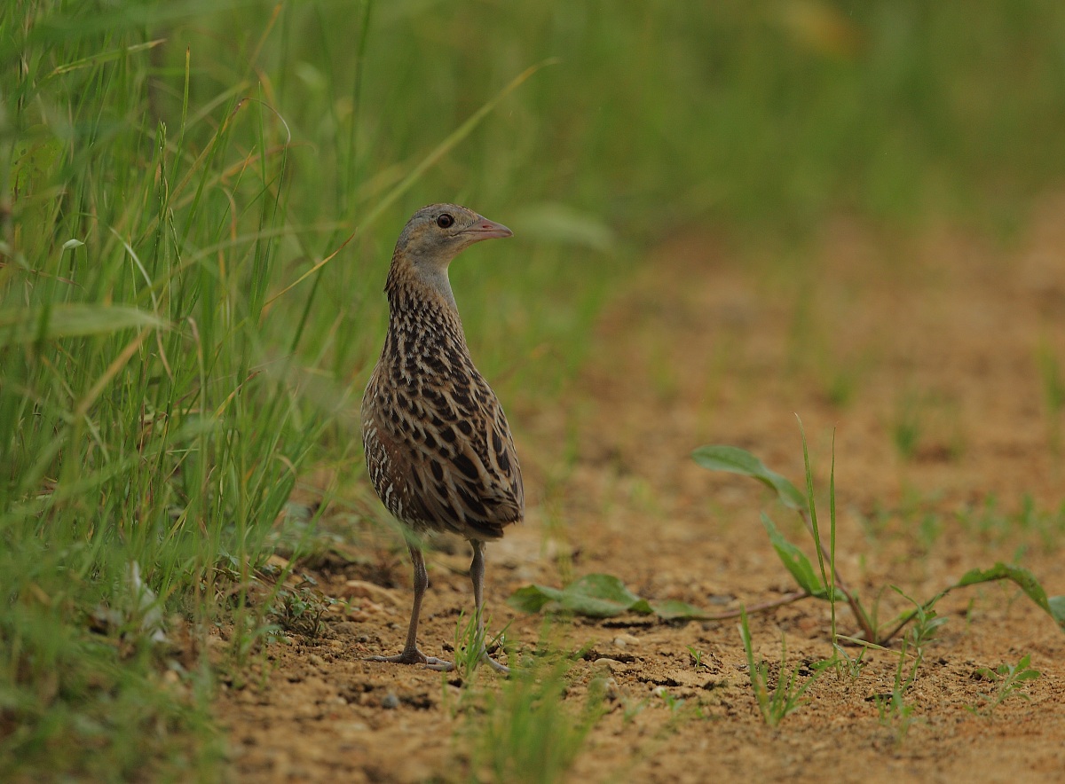 crex crex .rale des genets