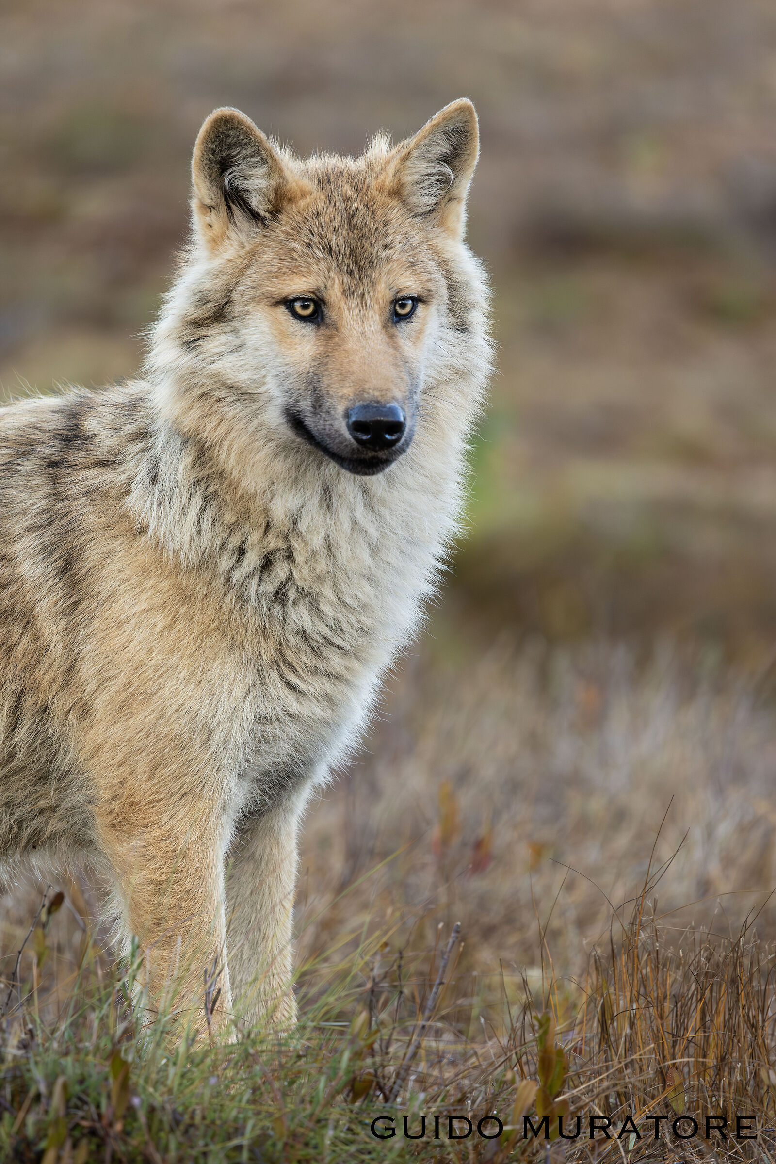 Wolf portrait